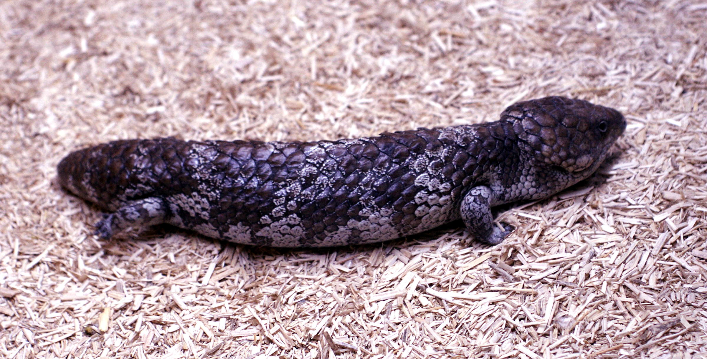 trachydosaurus_rugosus1md