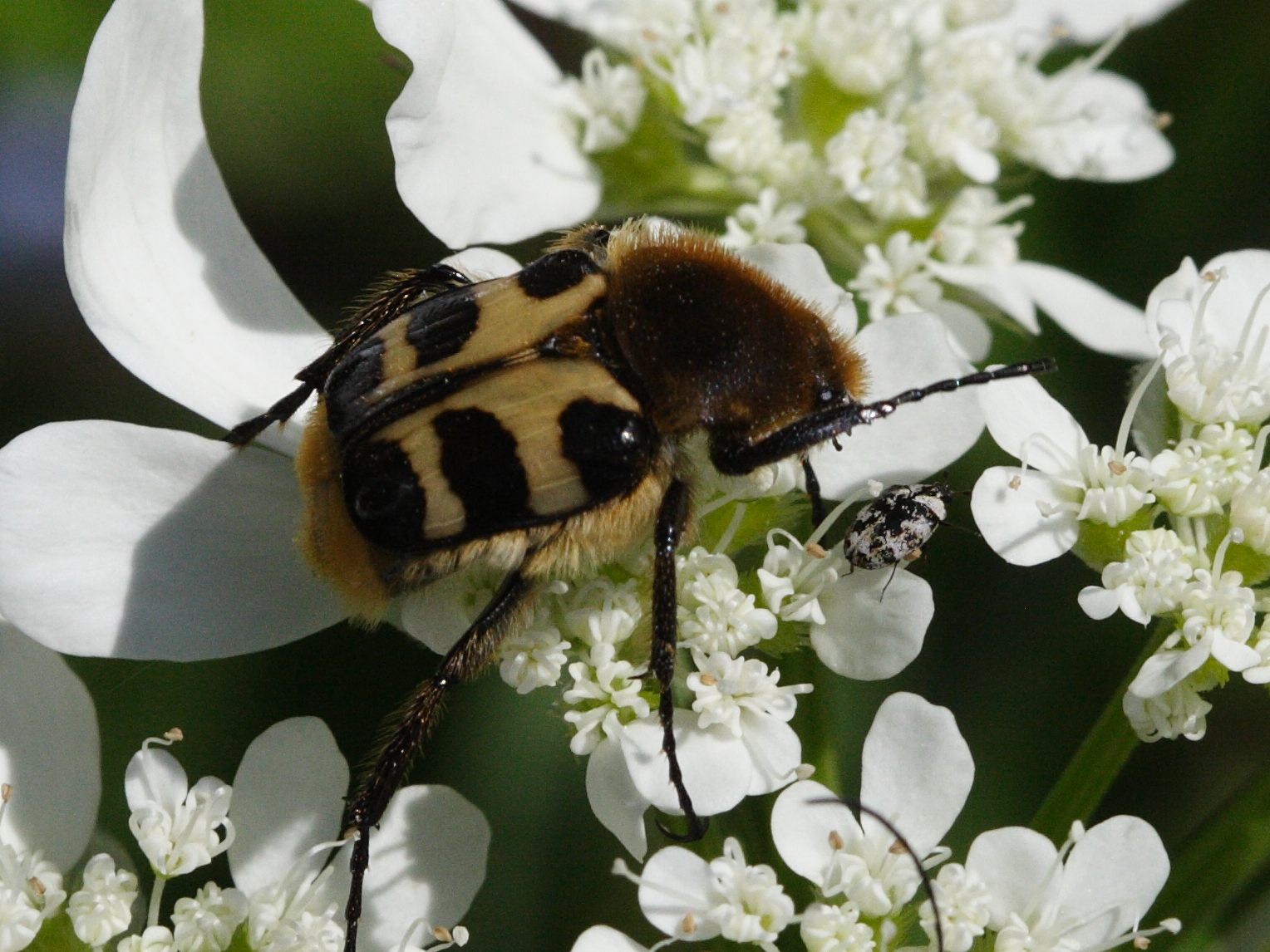 Afficher le média trichius_rosaceus5md trichius_rosaceus5md