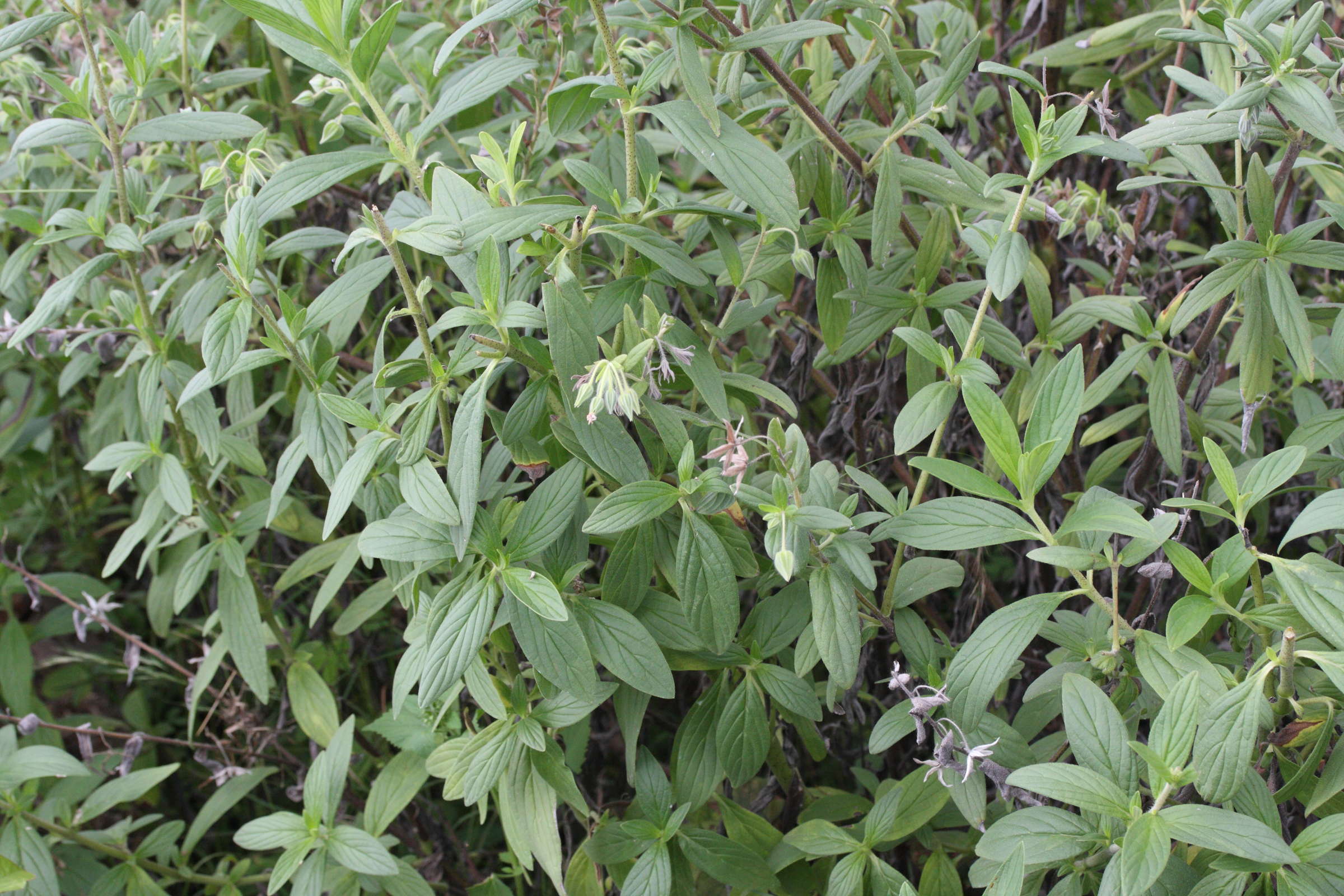 trichodesma_zeylanicum4md