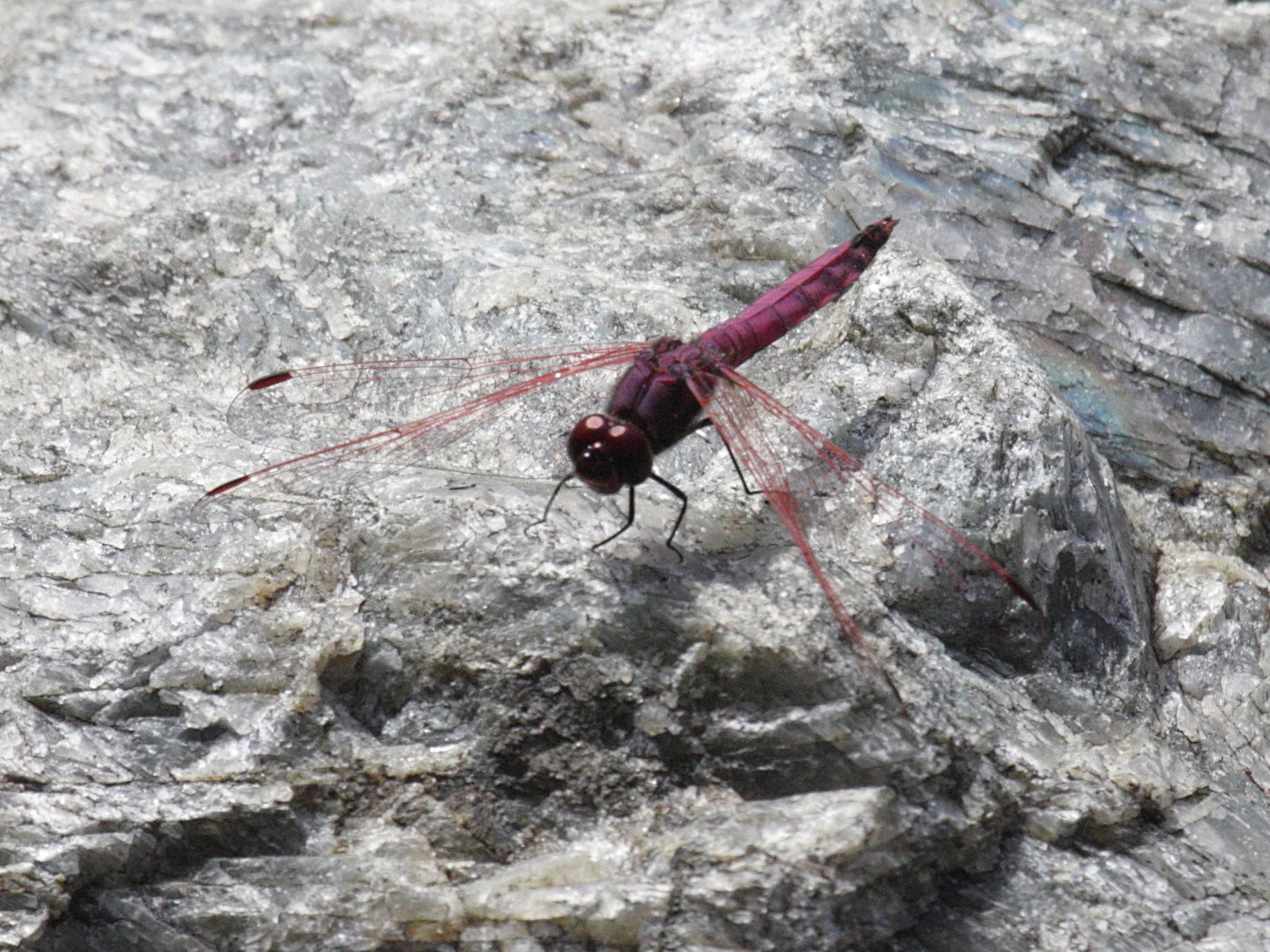 trithemis_haematina1bd