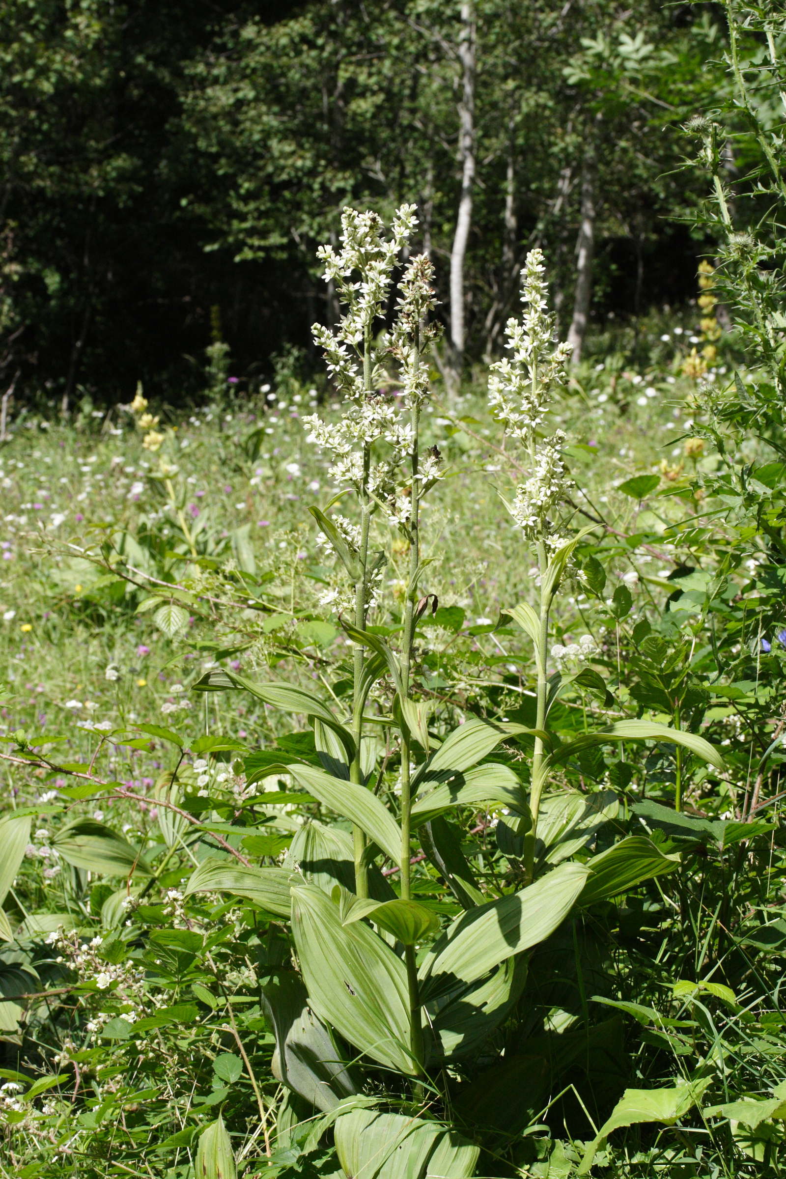 Afficher le média veratrum_album1amd veratrum_album1amd