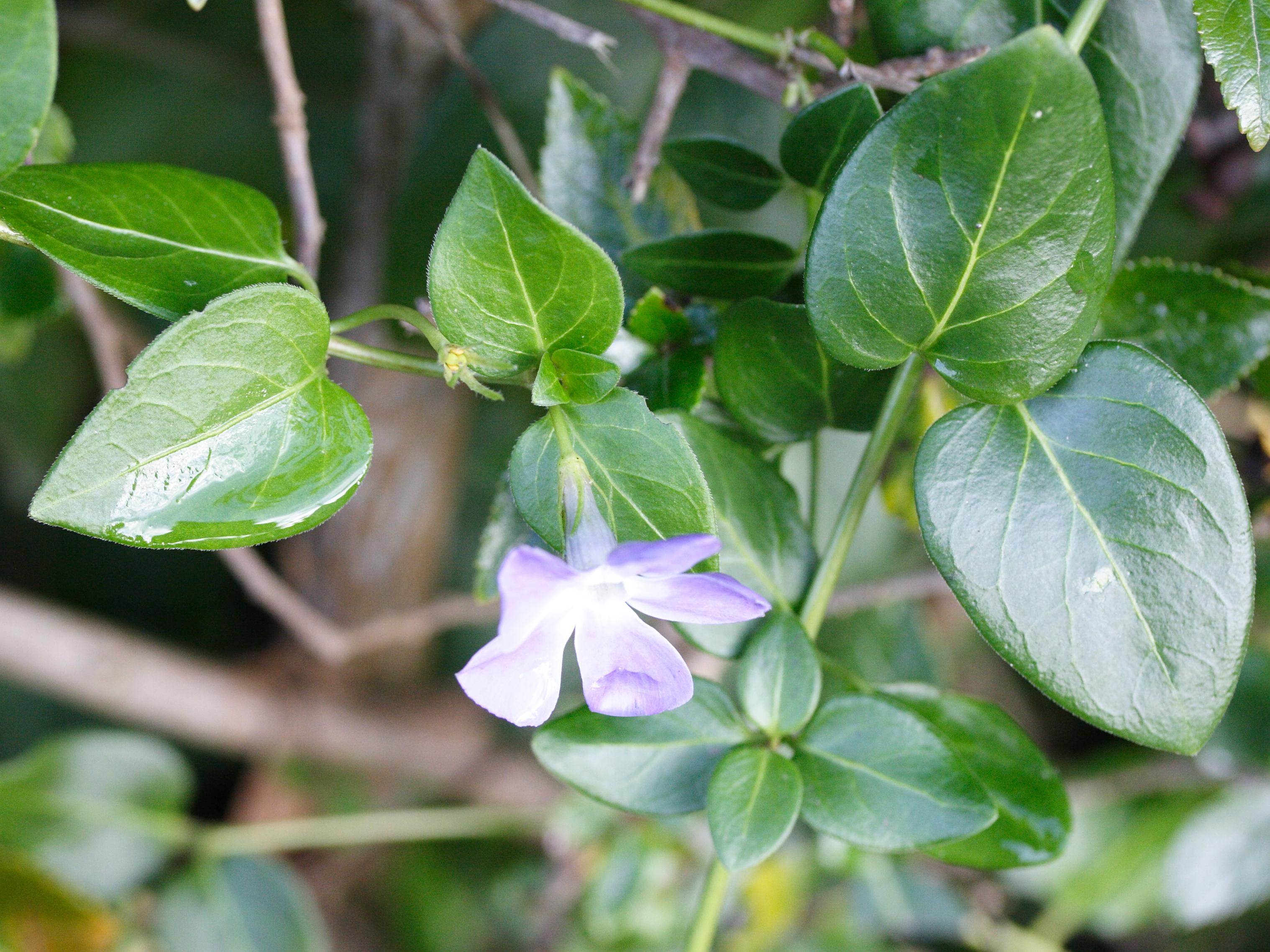 vinca_major1amd