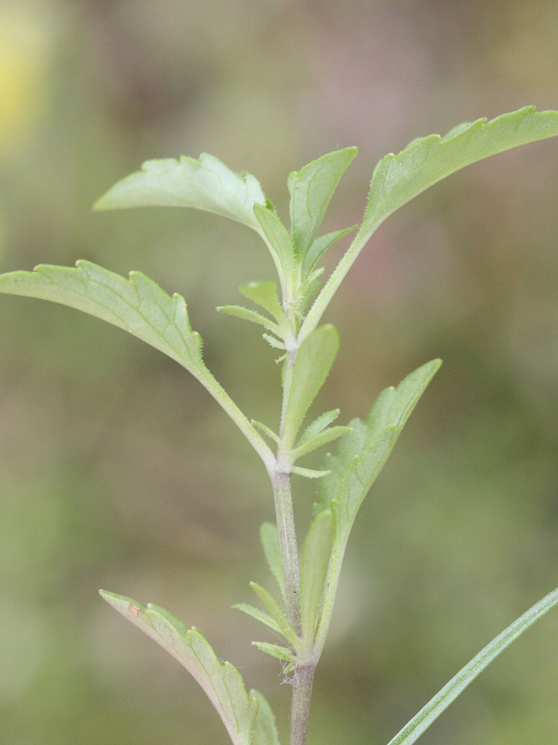 viola_calaminaria5md