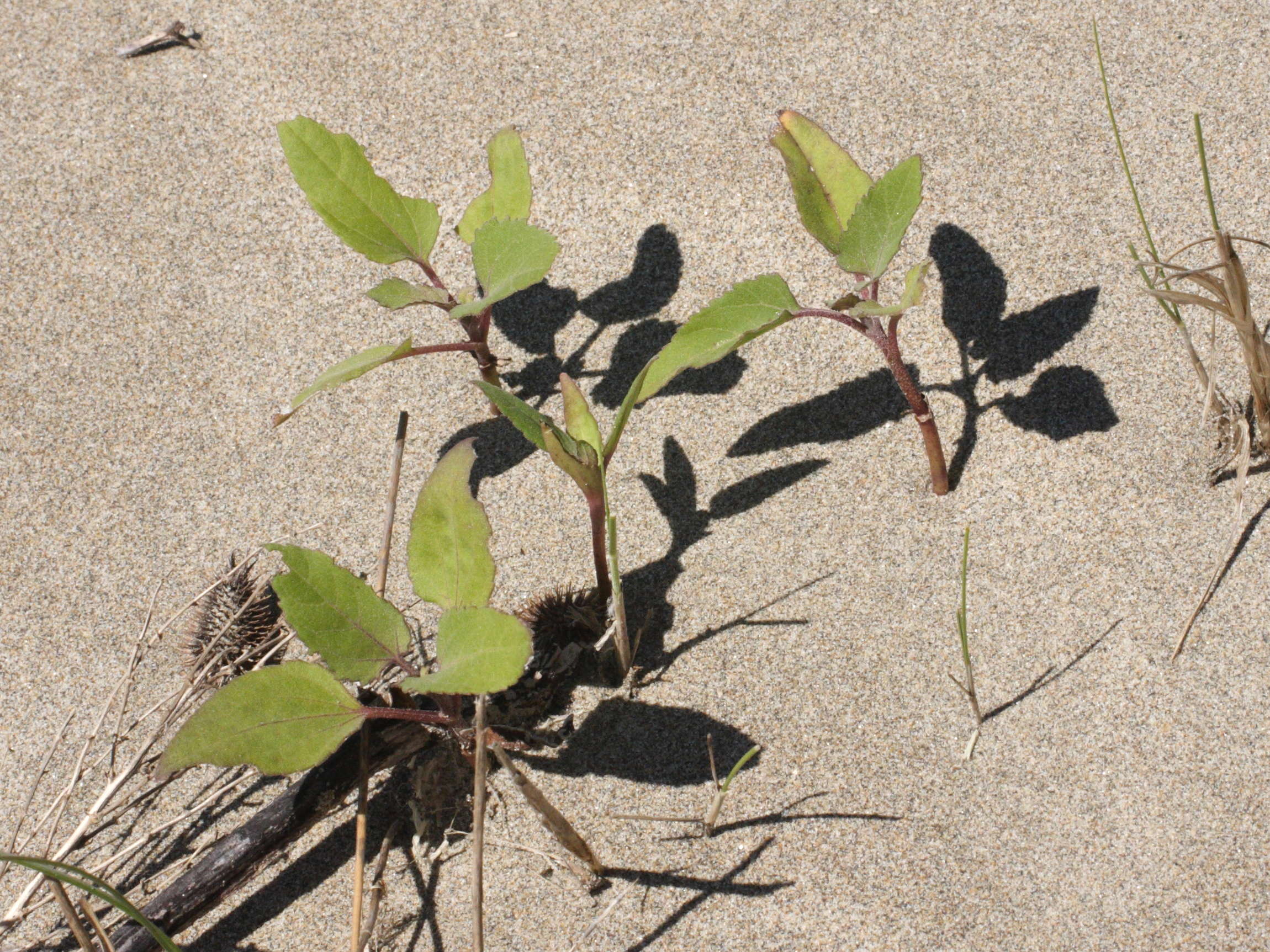 Afficher le média xanthium_italicum1md xanthium_italicum1md