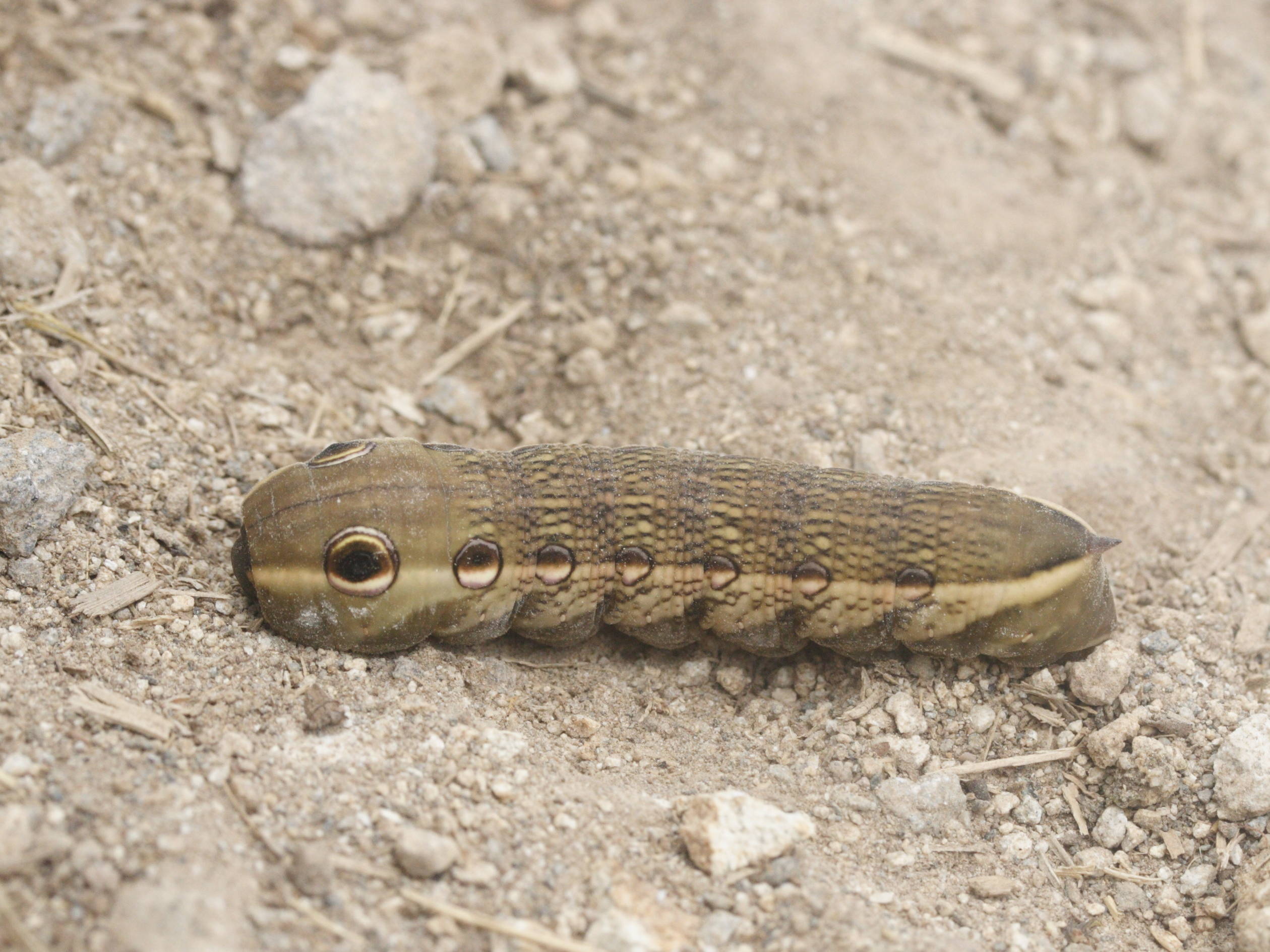 xylophanes_tersa_ch1md