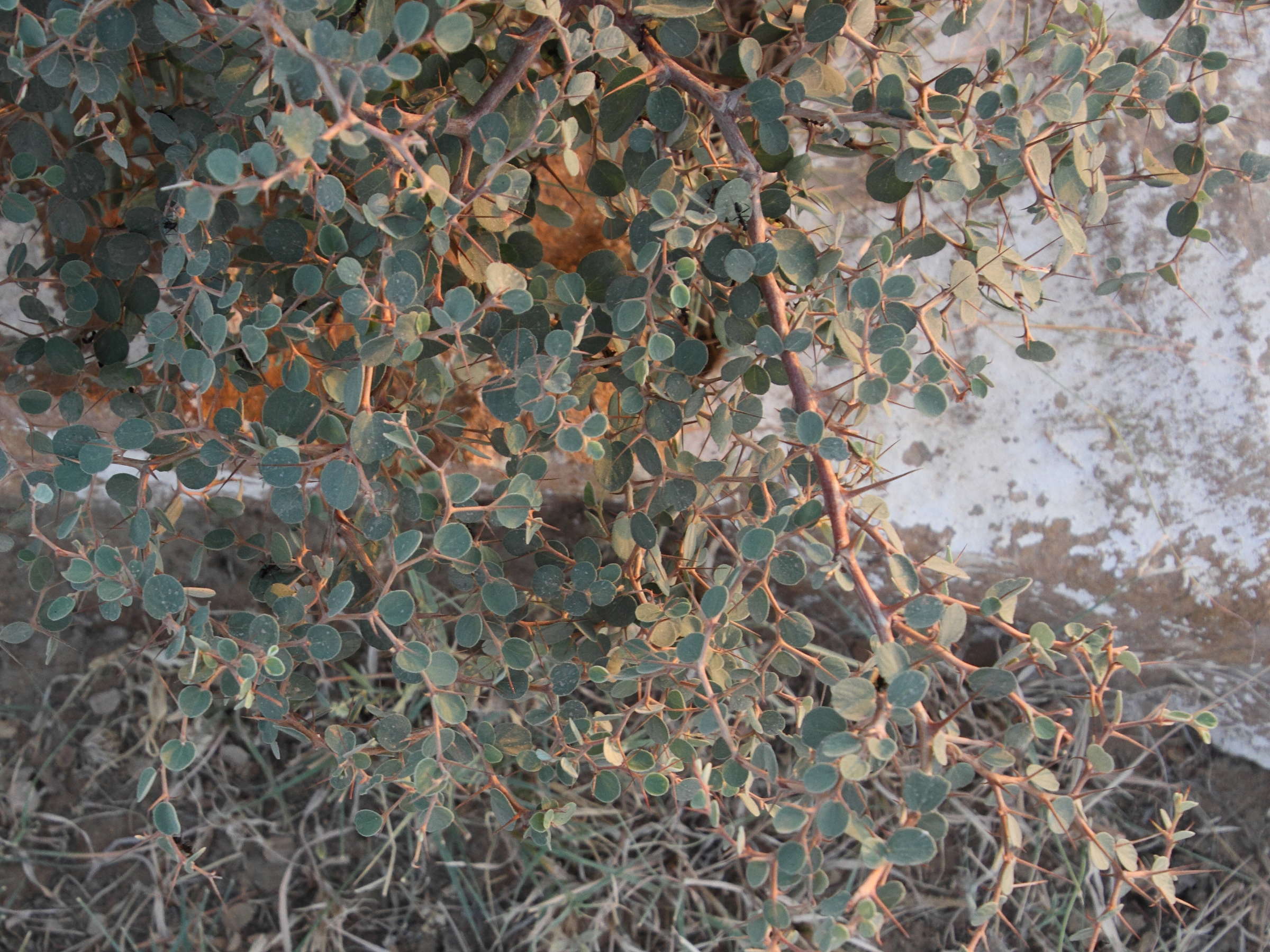ziziphus_nummularia2md