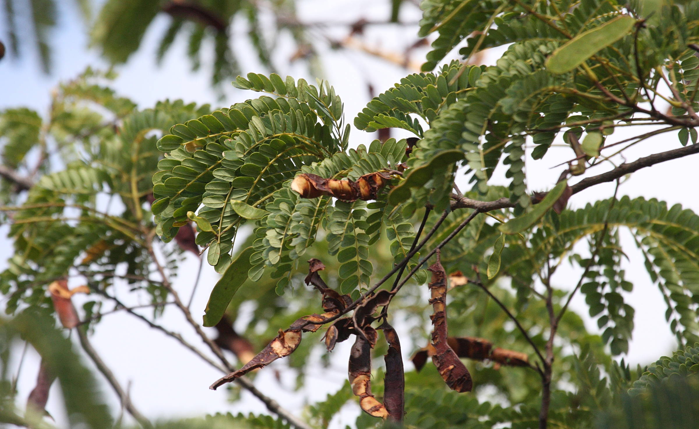 acacia_muricata4bd