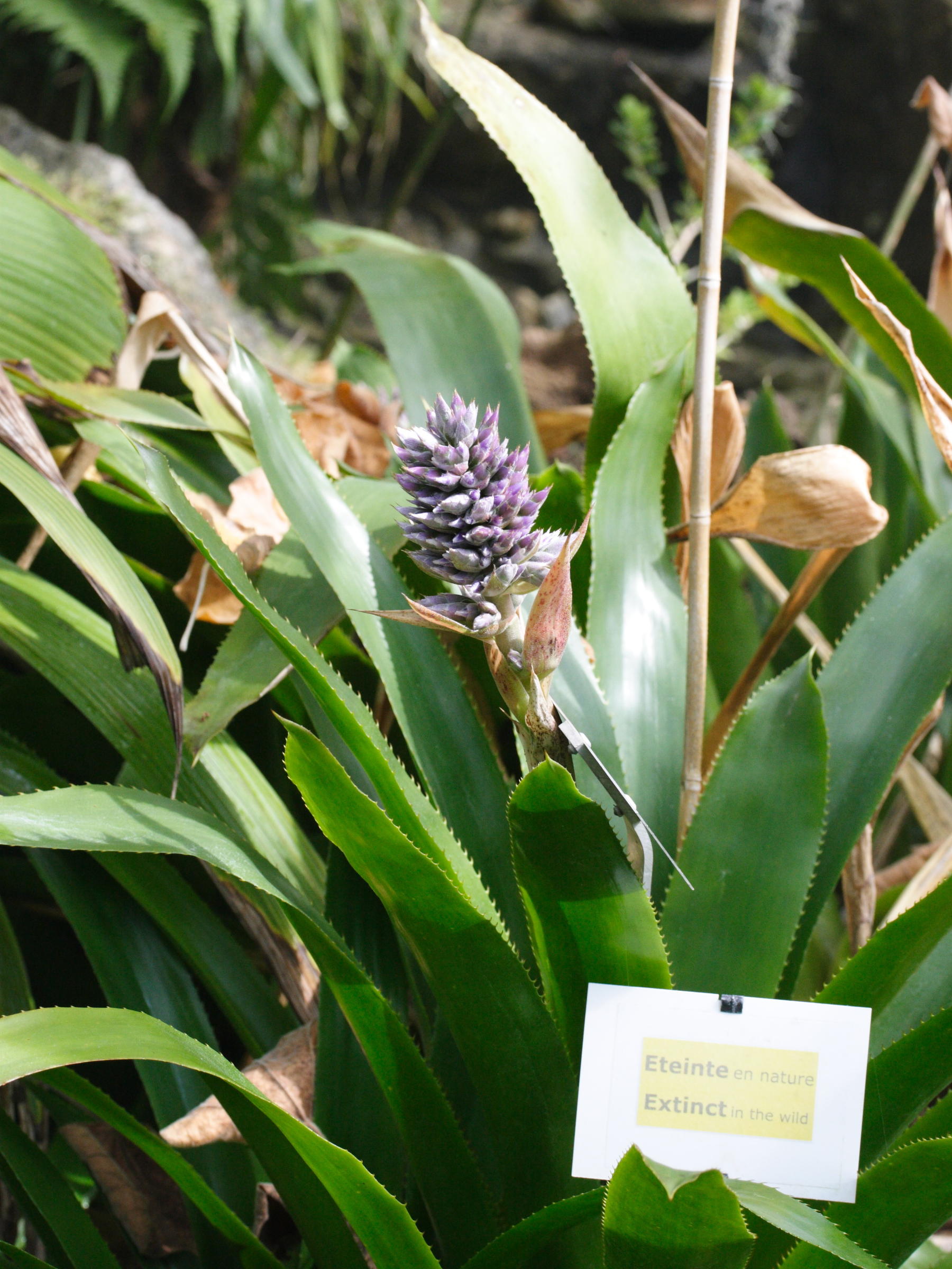 aechmea_serrata1md