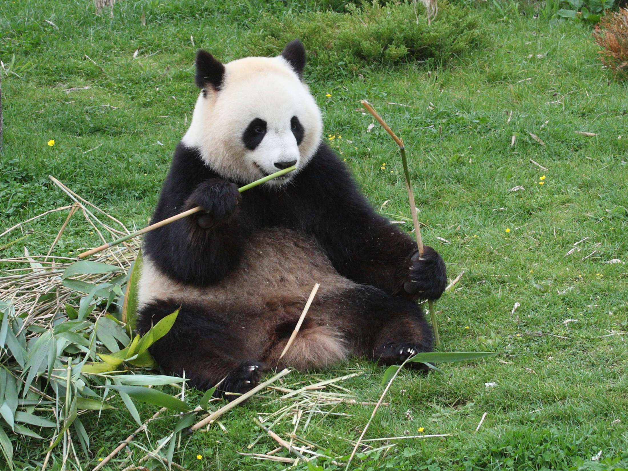 ailuropoda_melanoleuca1md