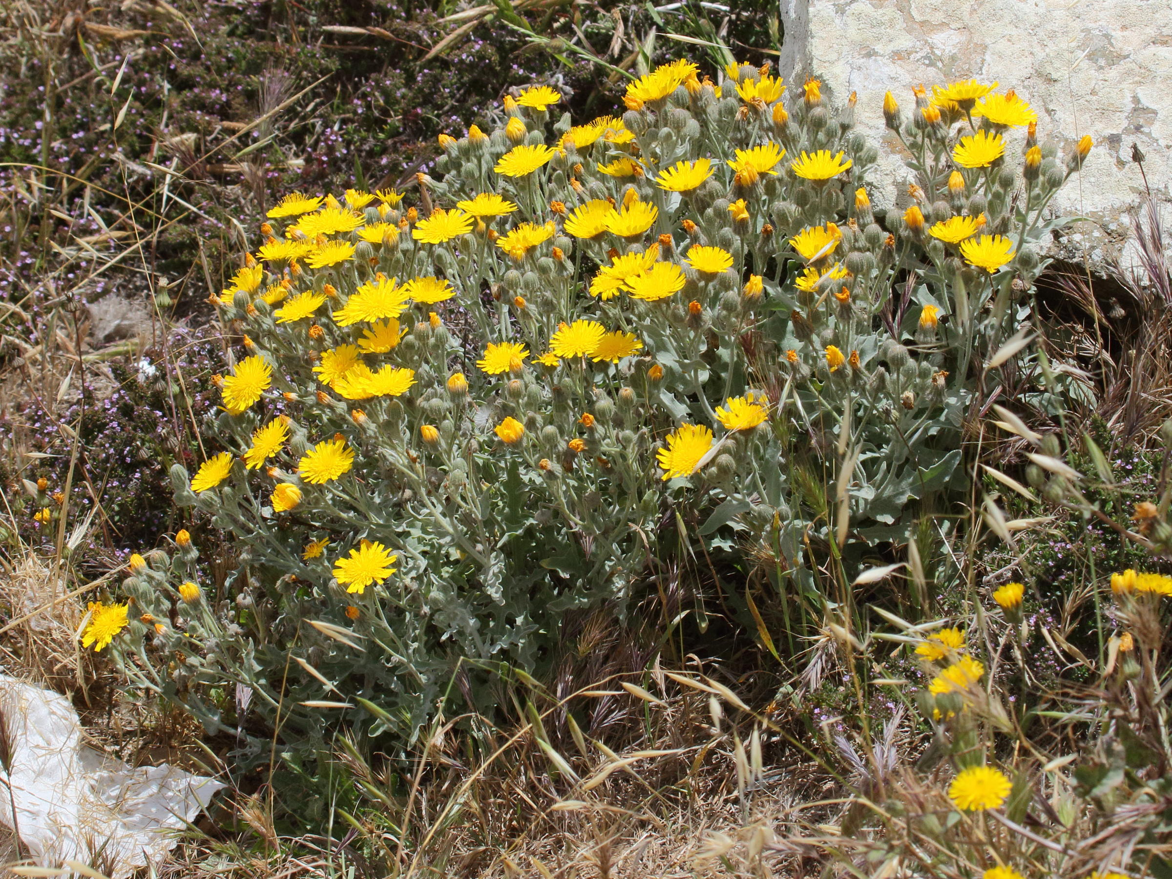 andryala_pinnatifida_buchiana1bd