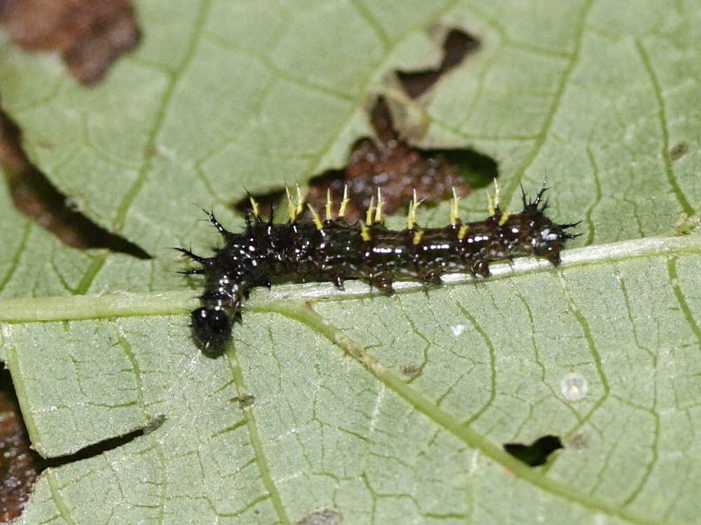 antanartia_borbonica_borbonica_ch2md