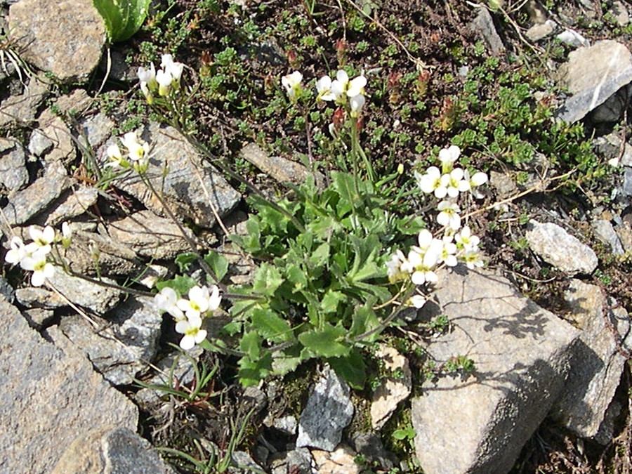arabis_ciliata4md