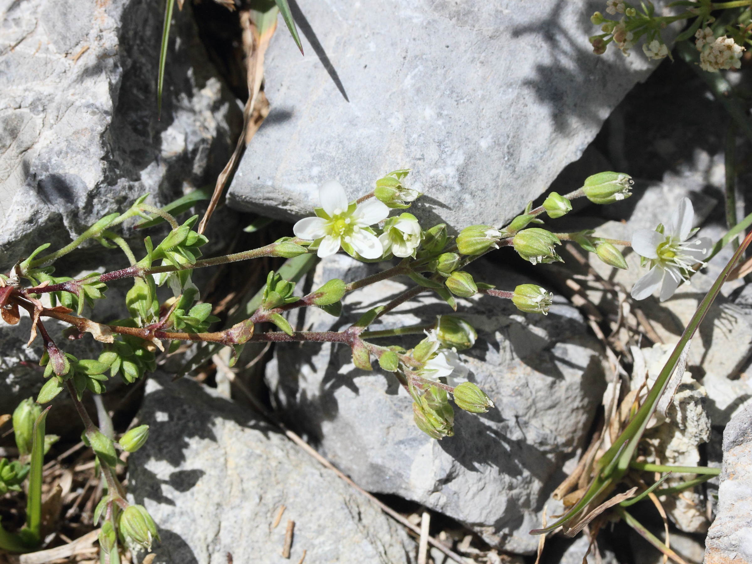 Afficher le média arenaria_multicaulis5md arenaria_multicaulis5md