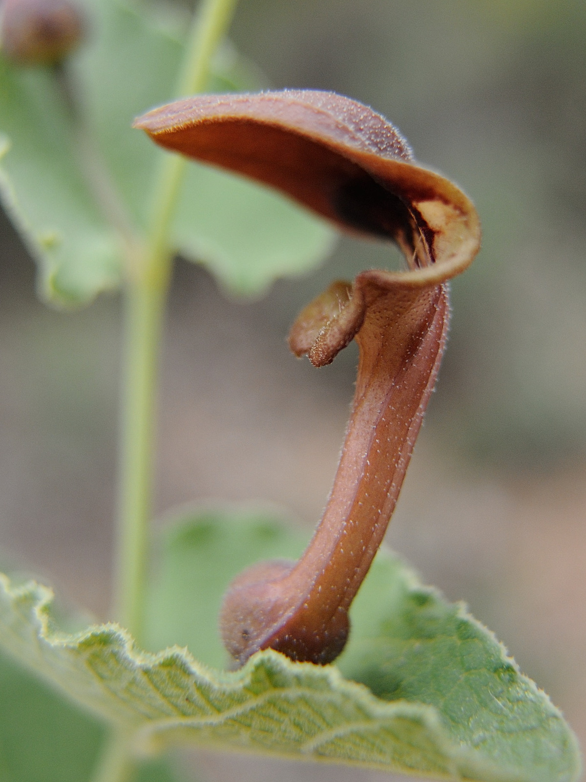 Afficher le média aristolochia_pistolochia2md aristolochia_pistolochia2md