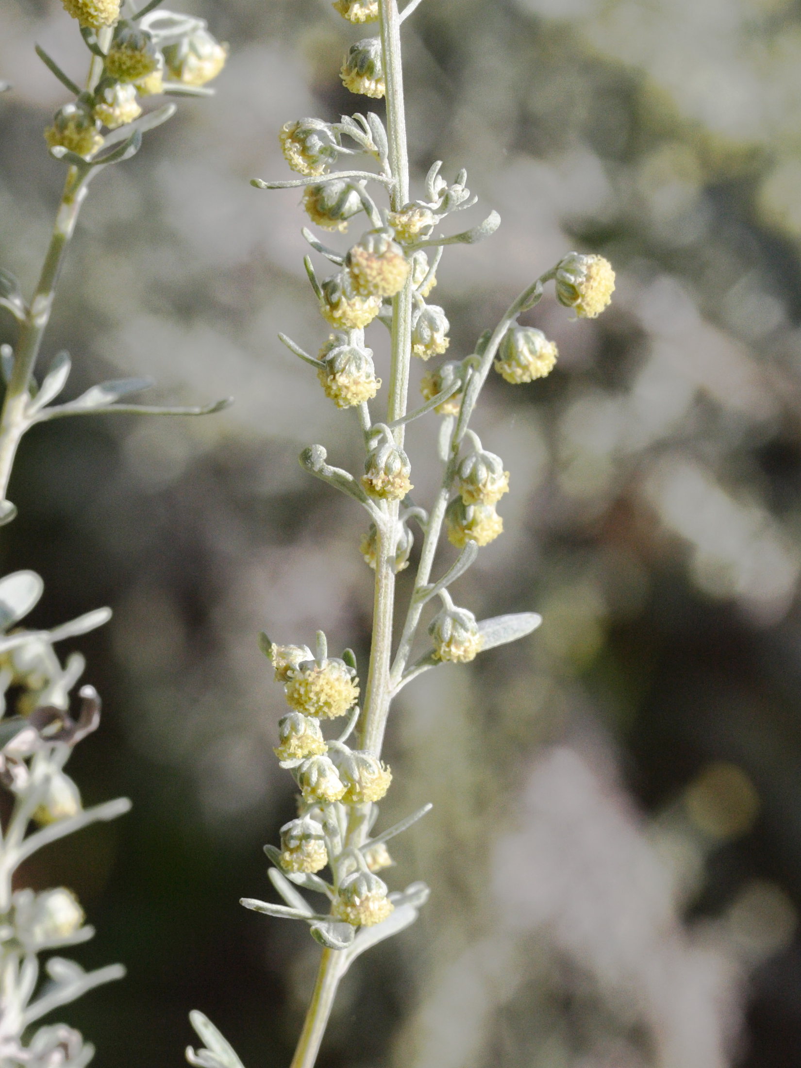 artemisia_absinthium4md