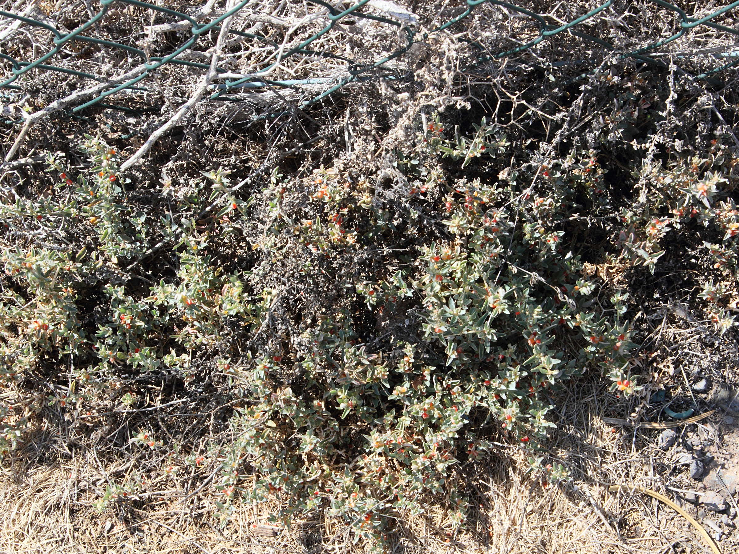 atriplex_semibaccata1md
