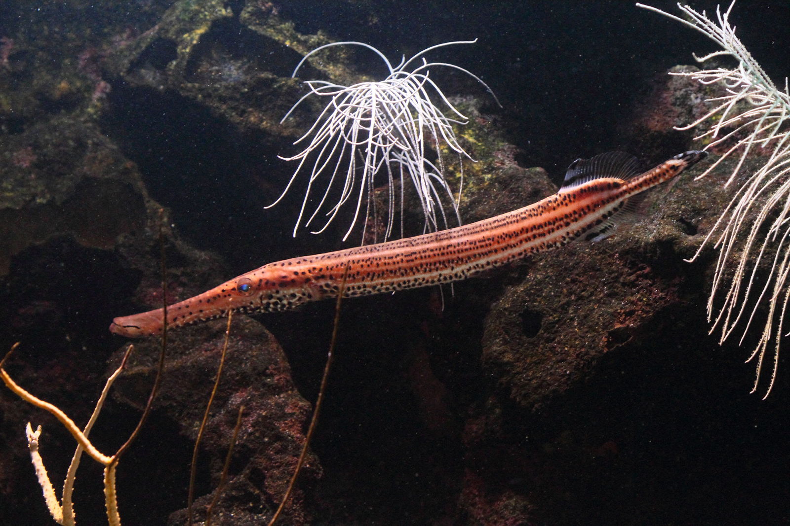 aulostomus_maculatus2bd