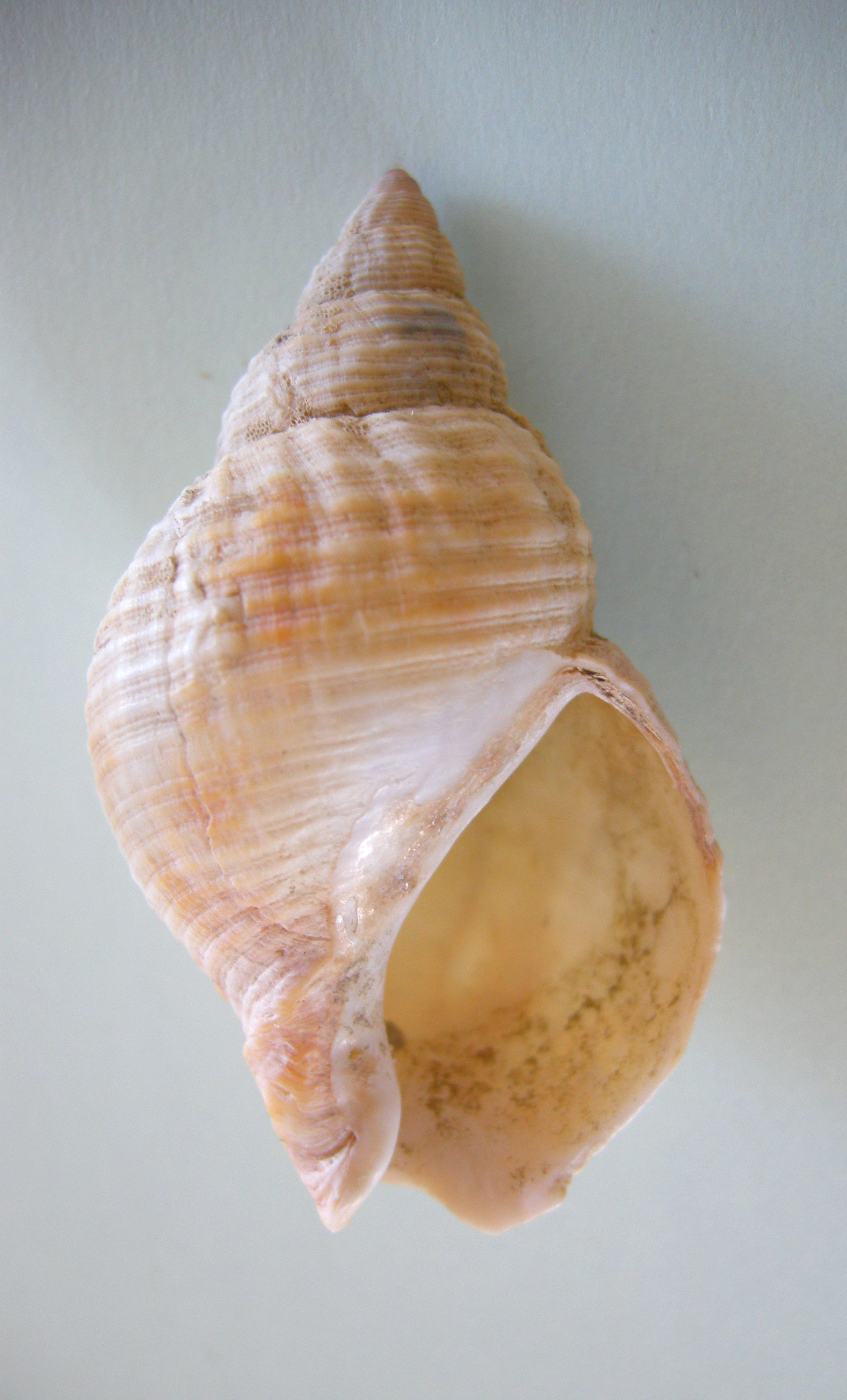 buccinum_undatum2cmd