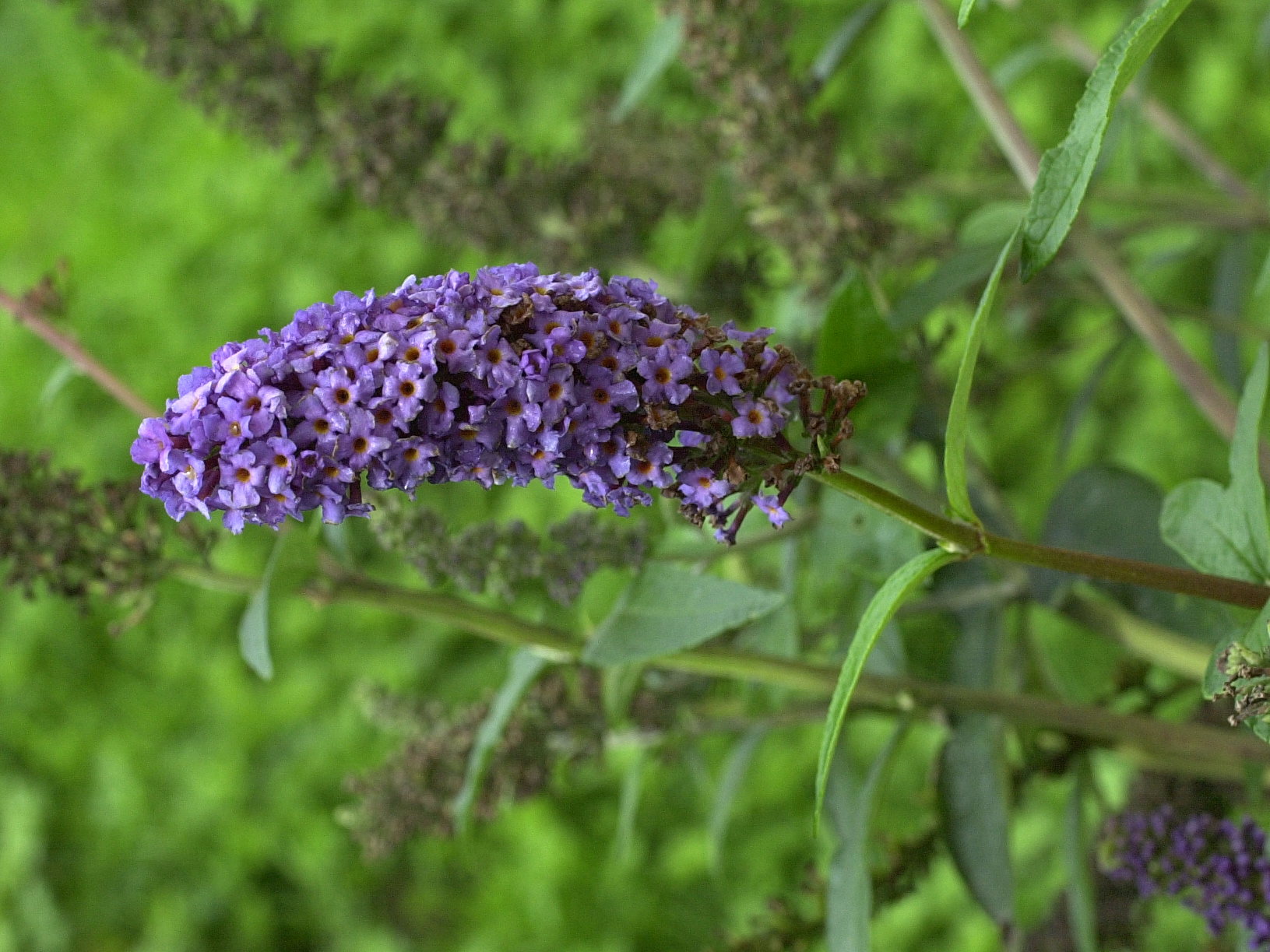 Buddleia_davidii