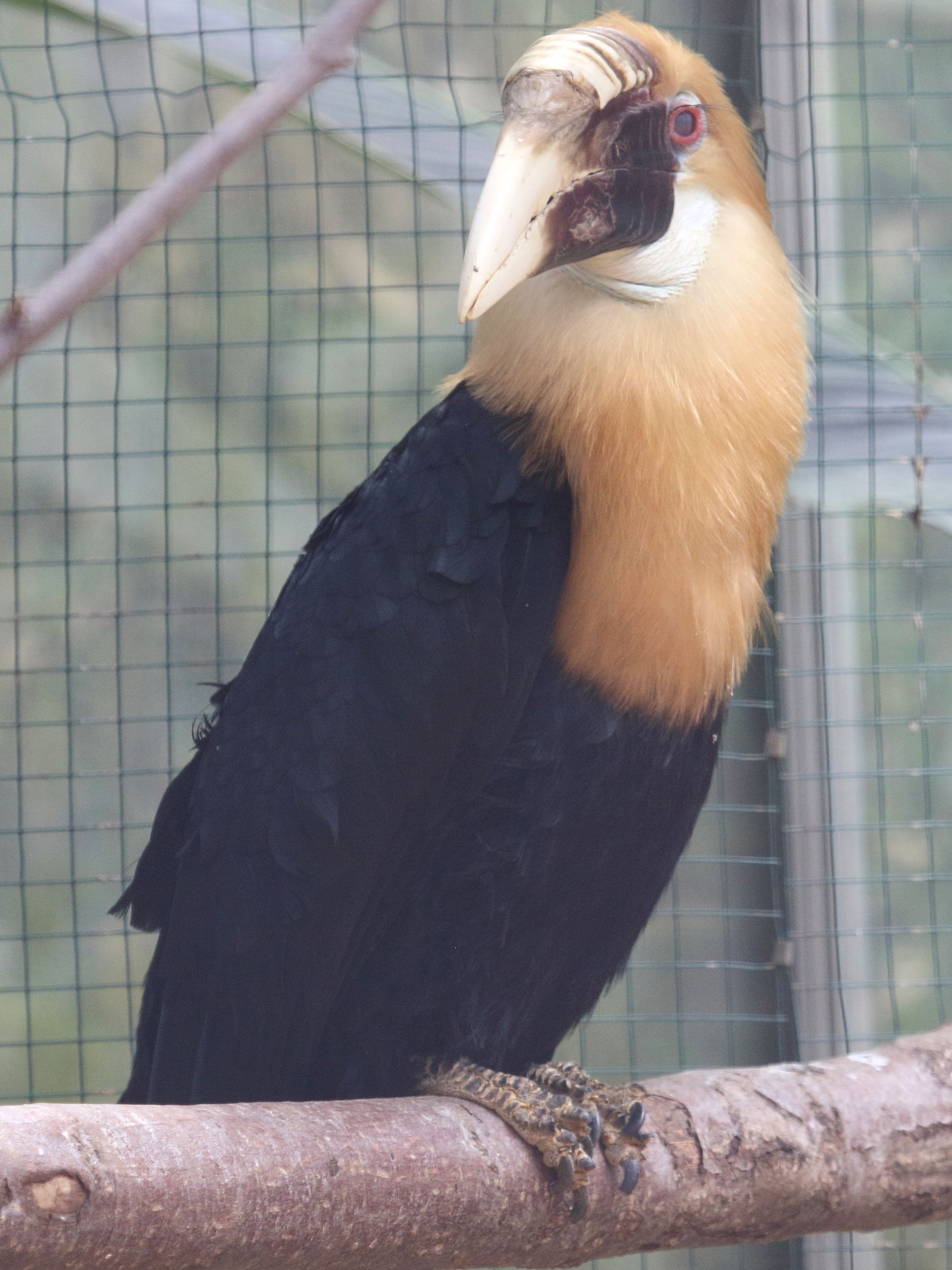 calao_papou_-_rhyticeros_plicatus5bd