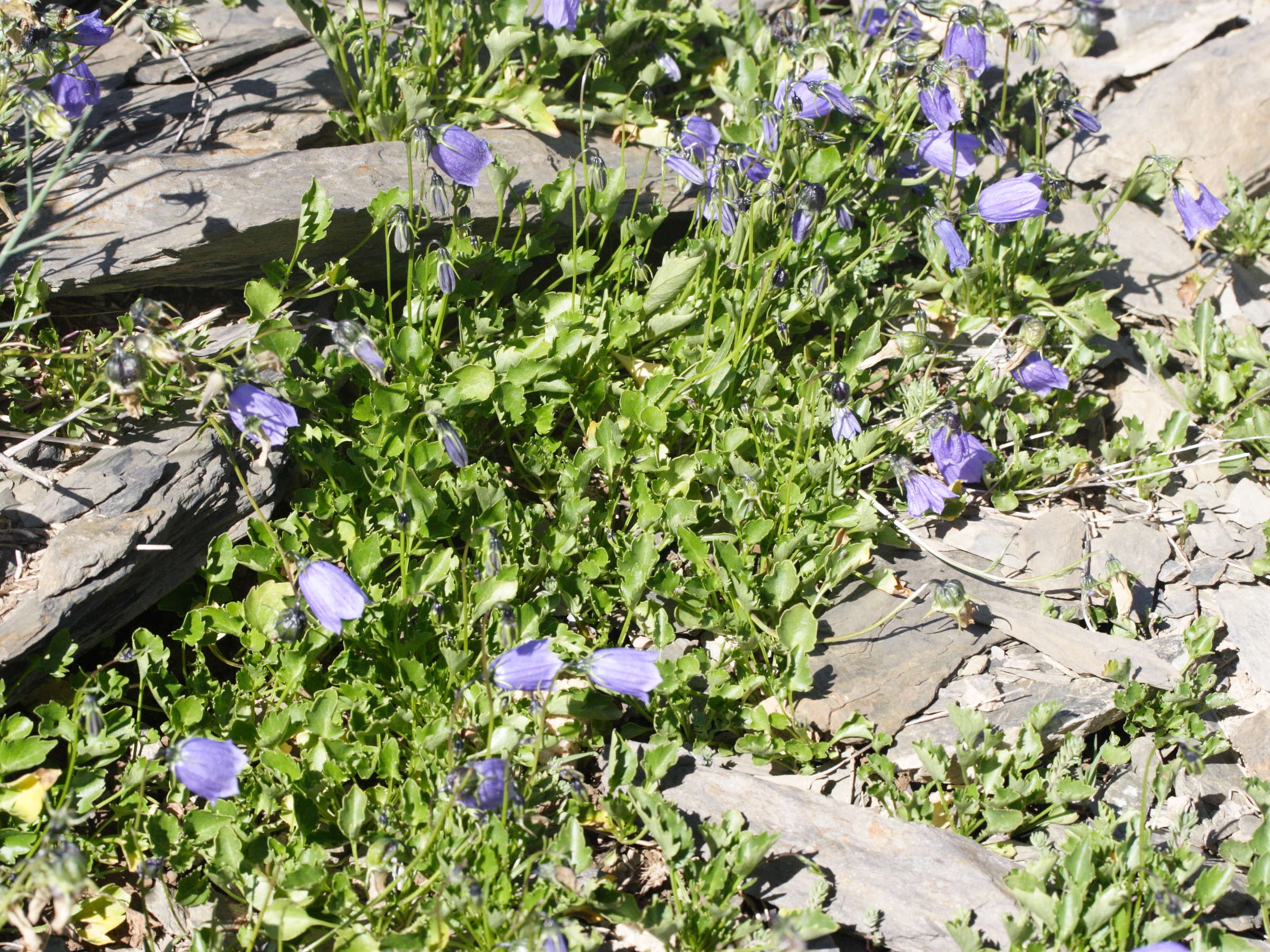 Campanula_cochleariifolia