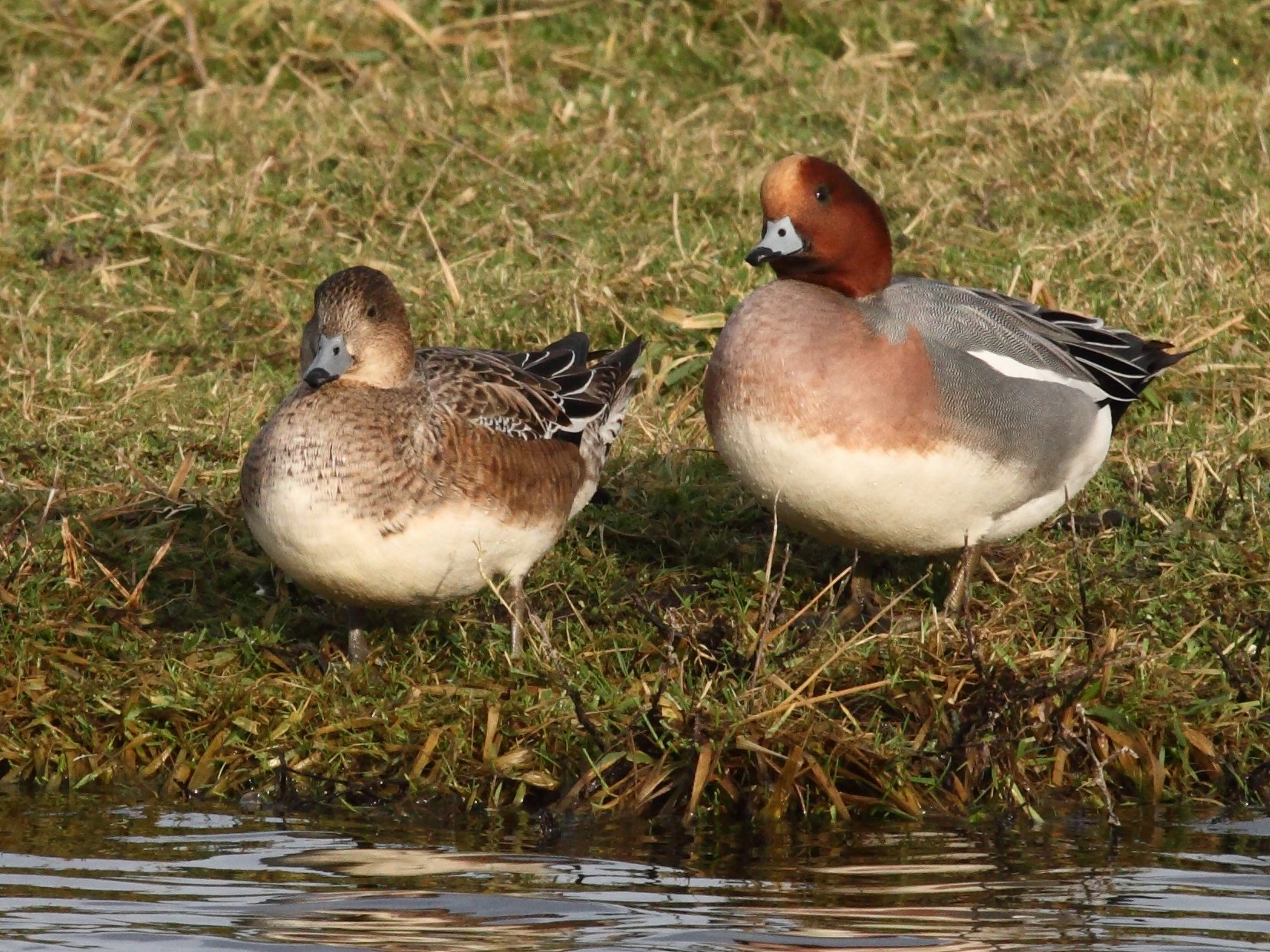 canard_siffleur_-_anas_penelope3bd