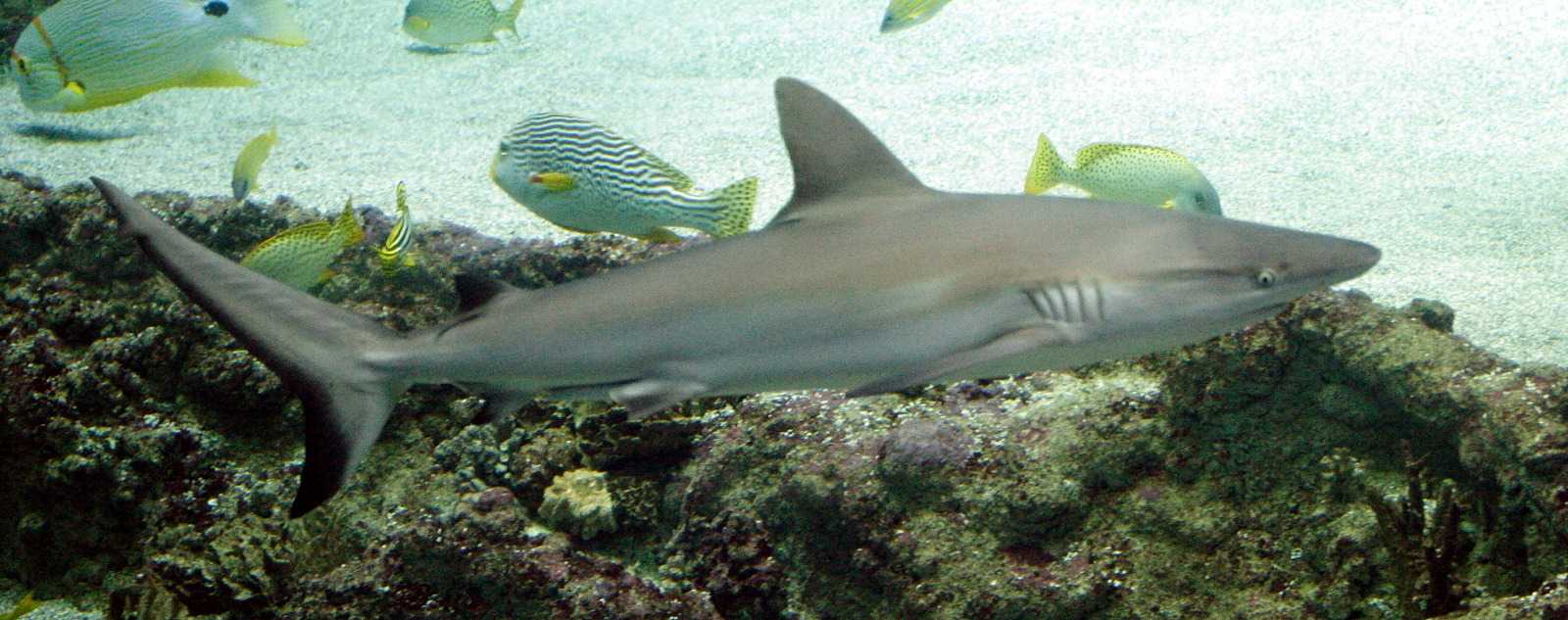 carcharhinus_amblyrhinchos1md