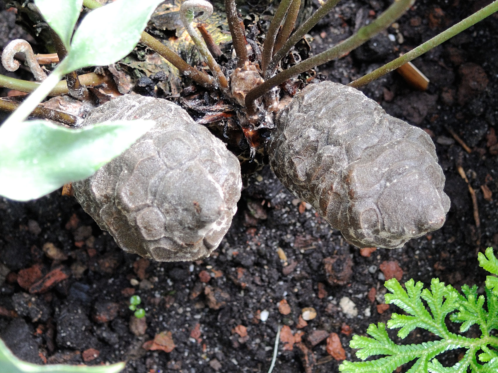 ceratozamia_kuesteriana2md