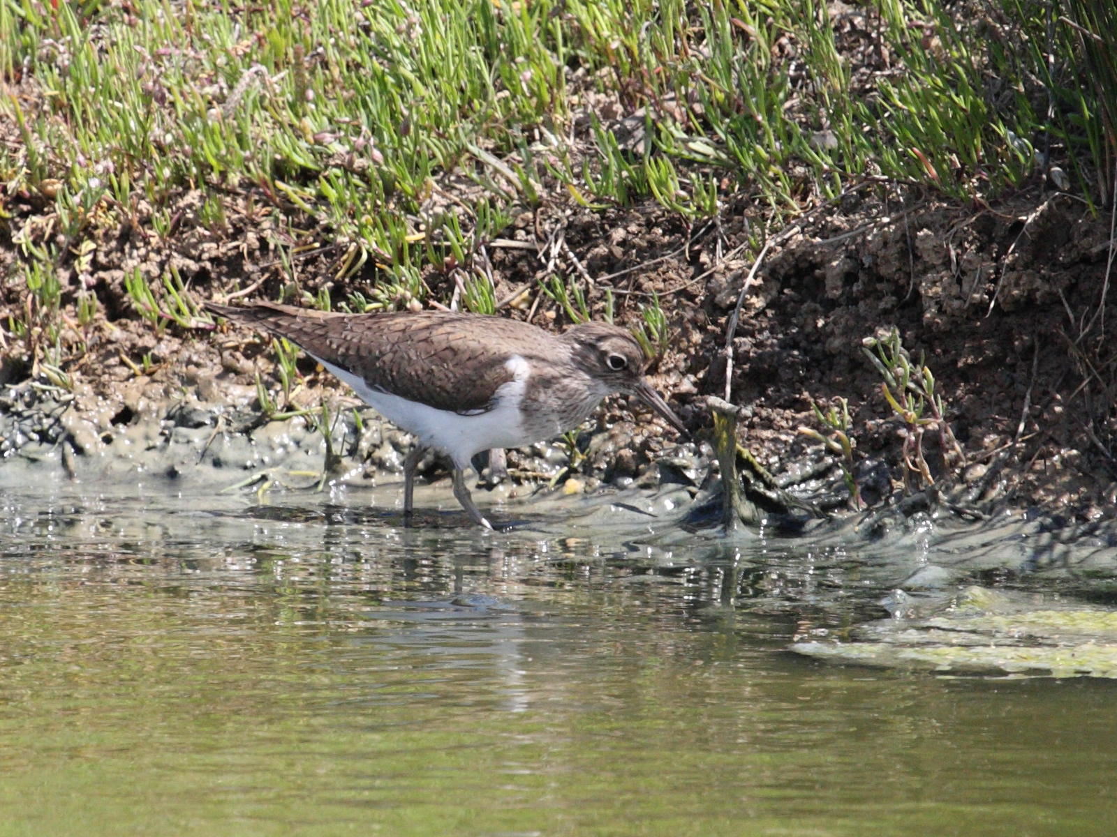 chevalier_guignette_-_actitis_hypoleucos2md
