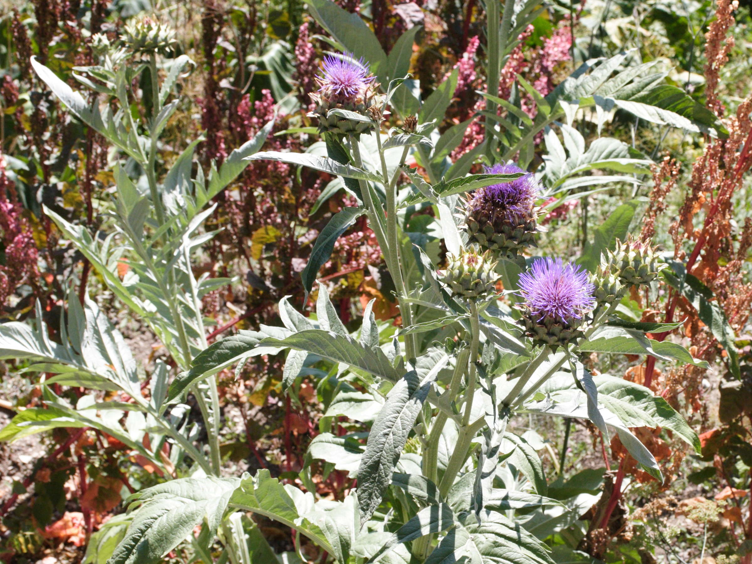 cynara_scolymus6md