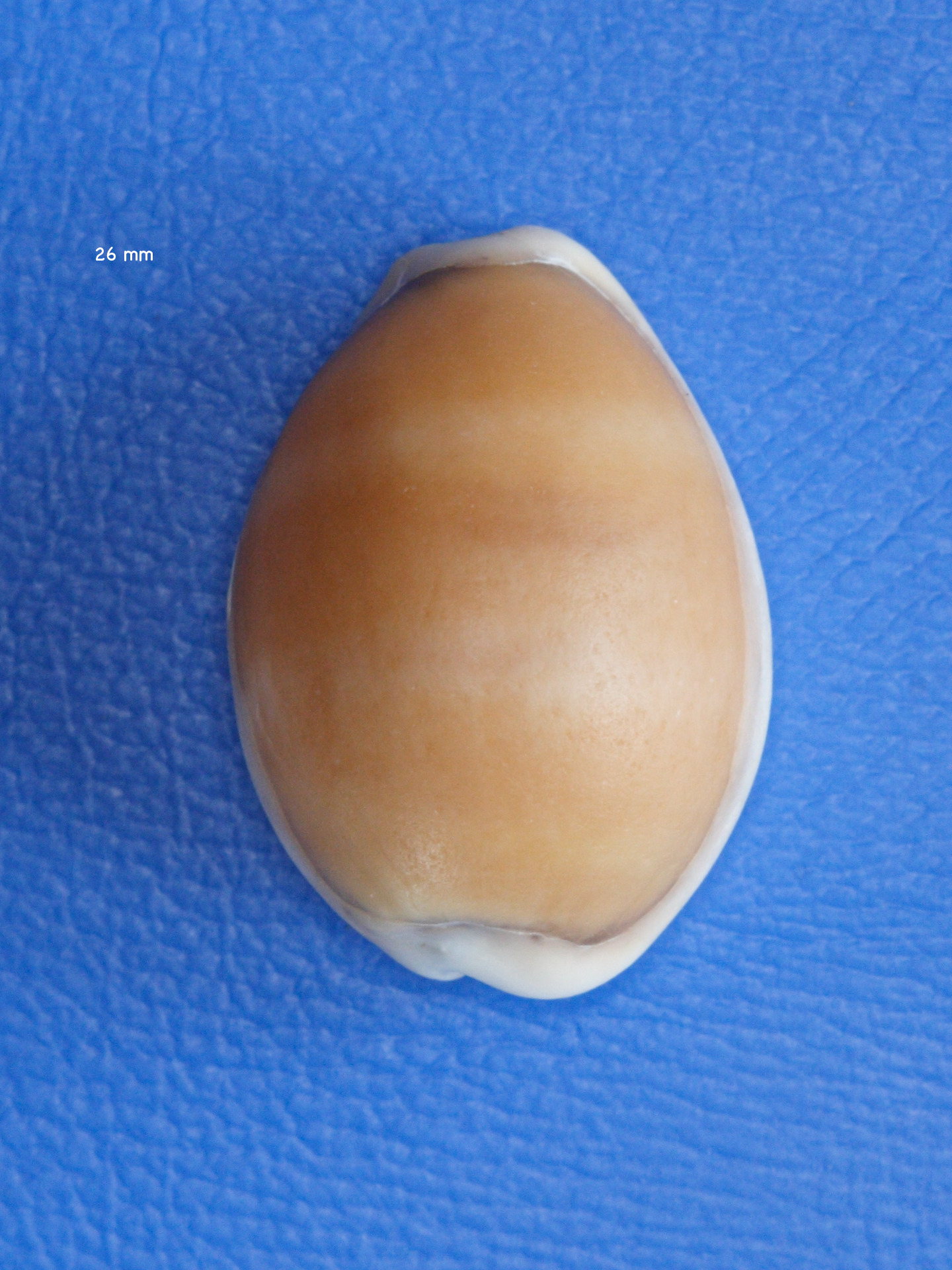 Afficher le média cypraea_spurca_acicularis1md cypraea_spurca_acicularis1md