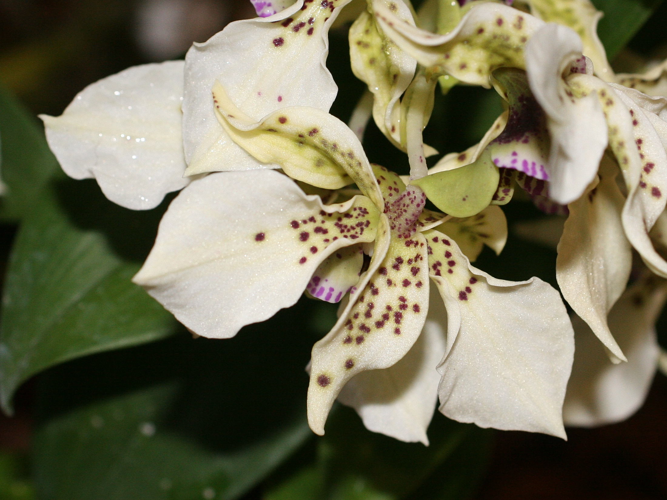 dendrobium_atroviolaceum2md