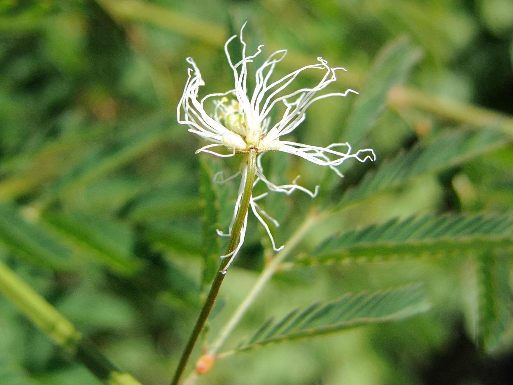 desmanthus_virgatus6md