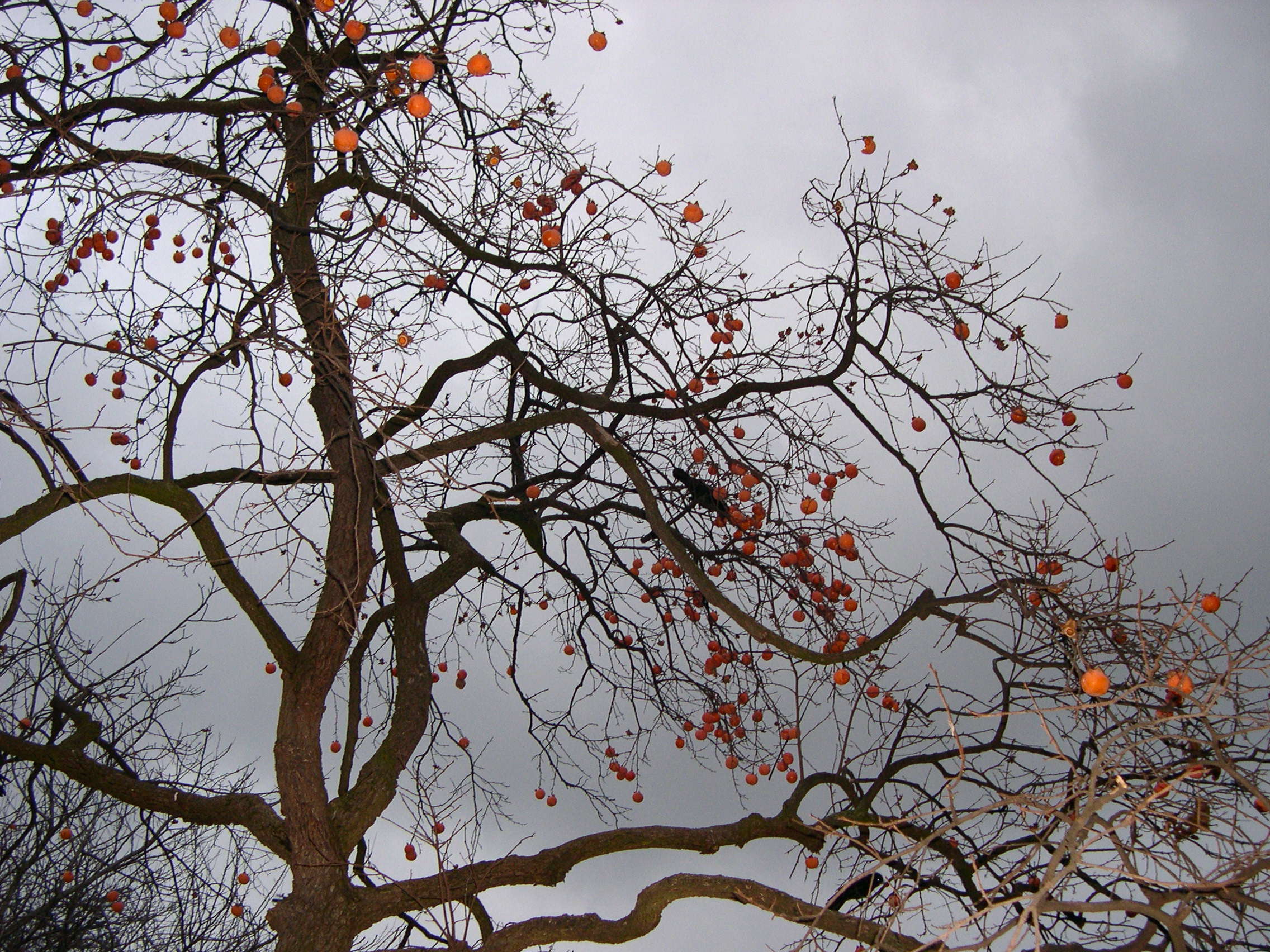 Afficher le média diospyros_kaki1md diospyros_kaki1md