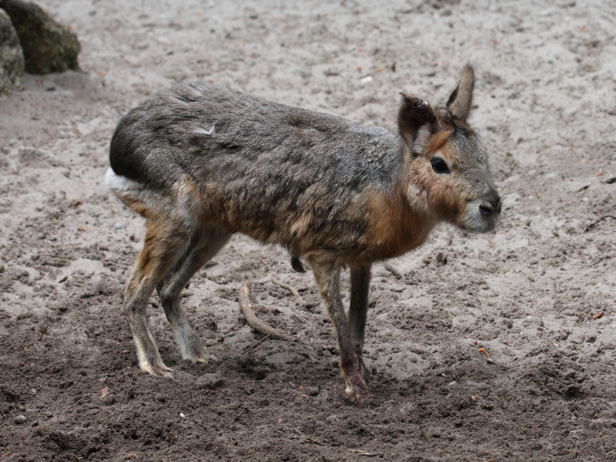 dolichotis_patagonum3md