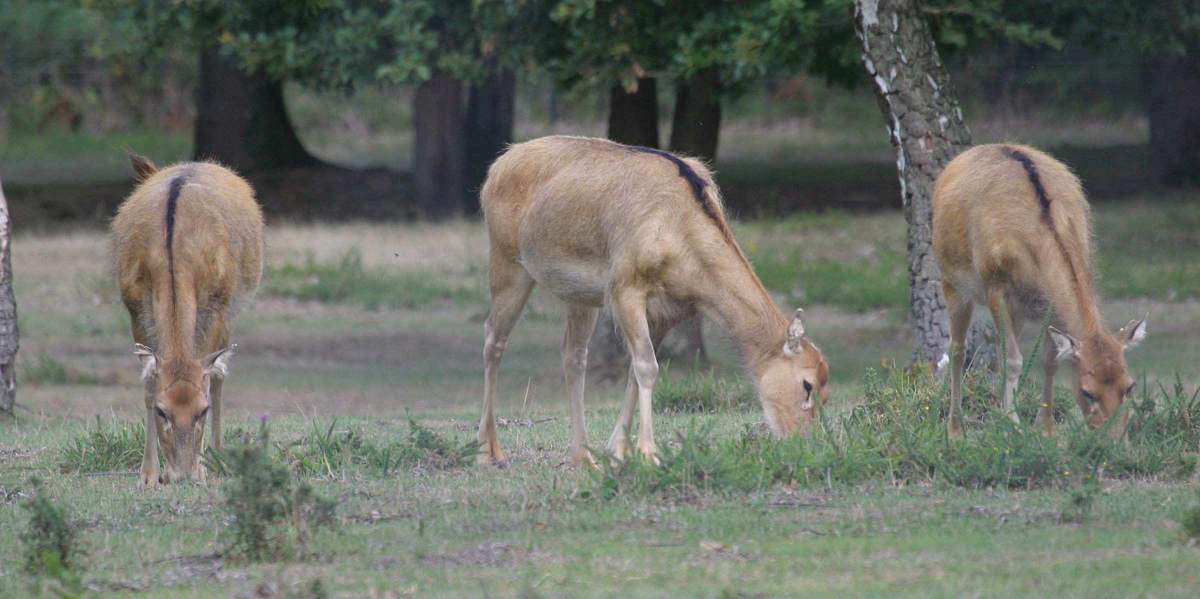 elaphurus_davidianus2bd