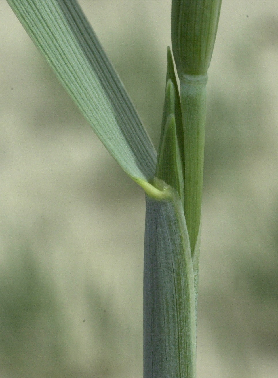 elytrigia_juncea_boreali-atlantica2md