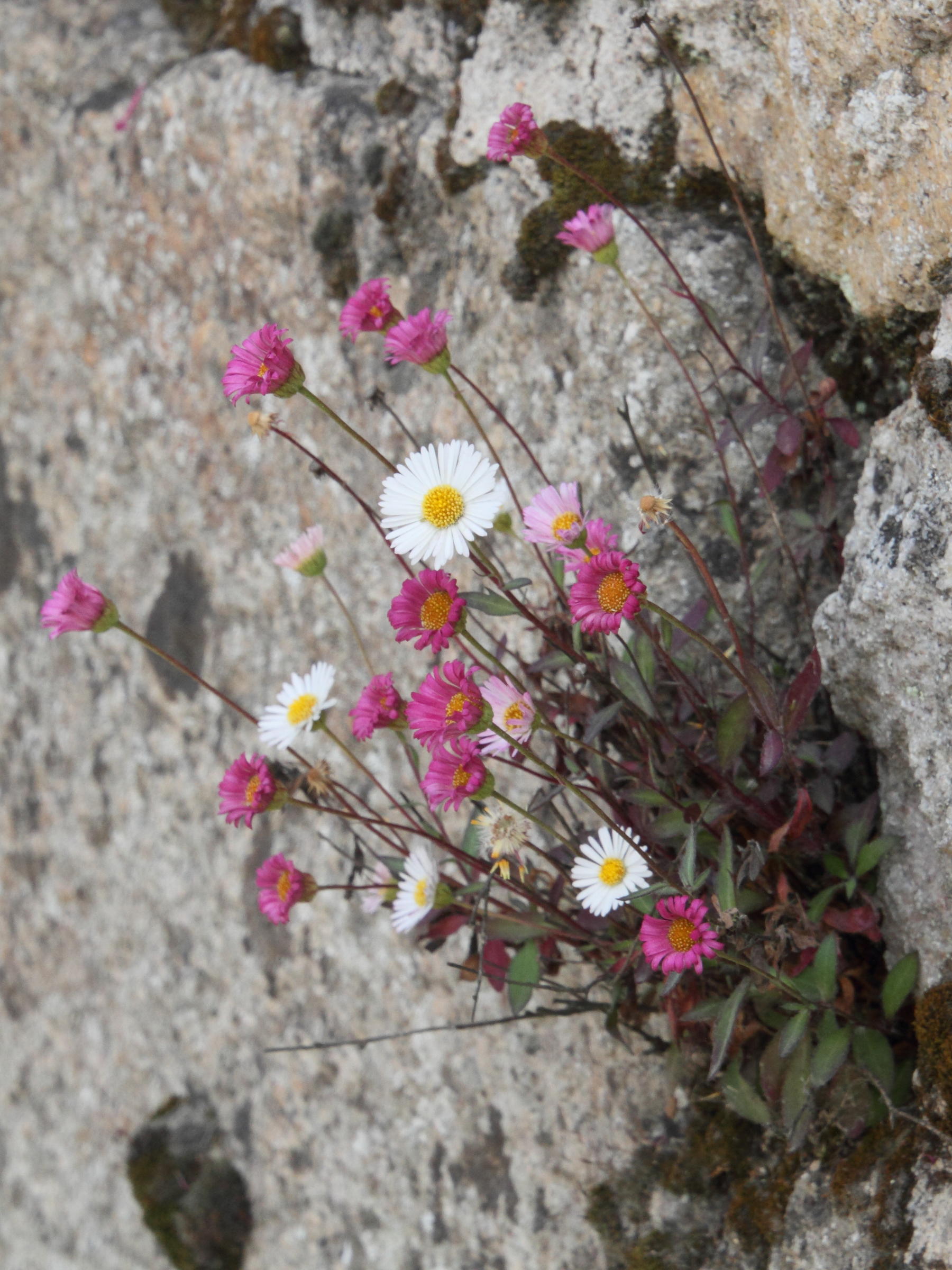 Erigeron_karvinskianus