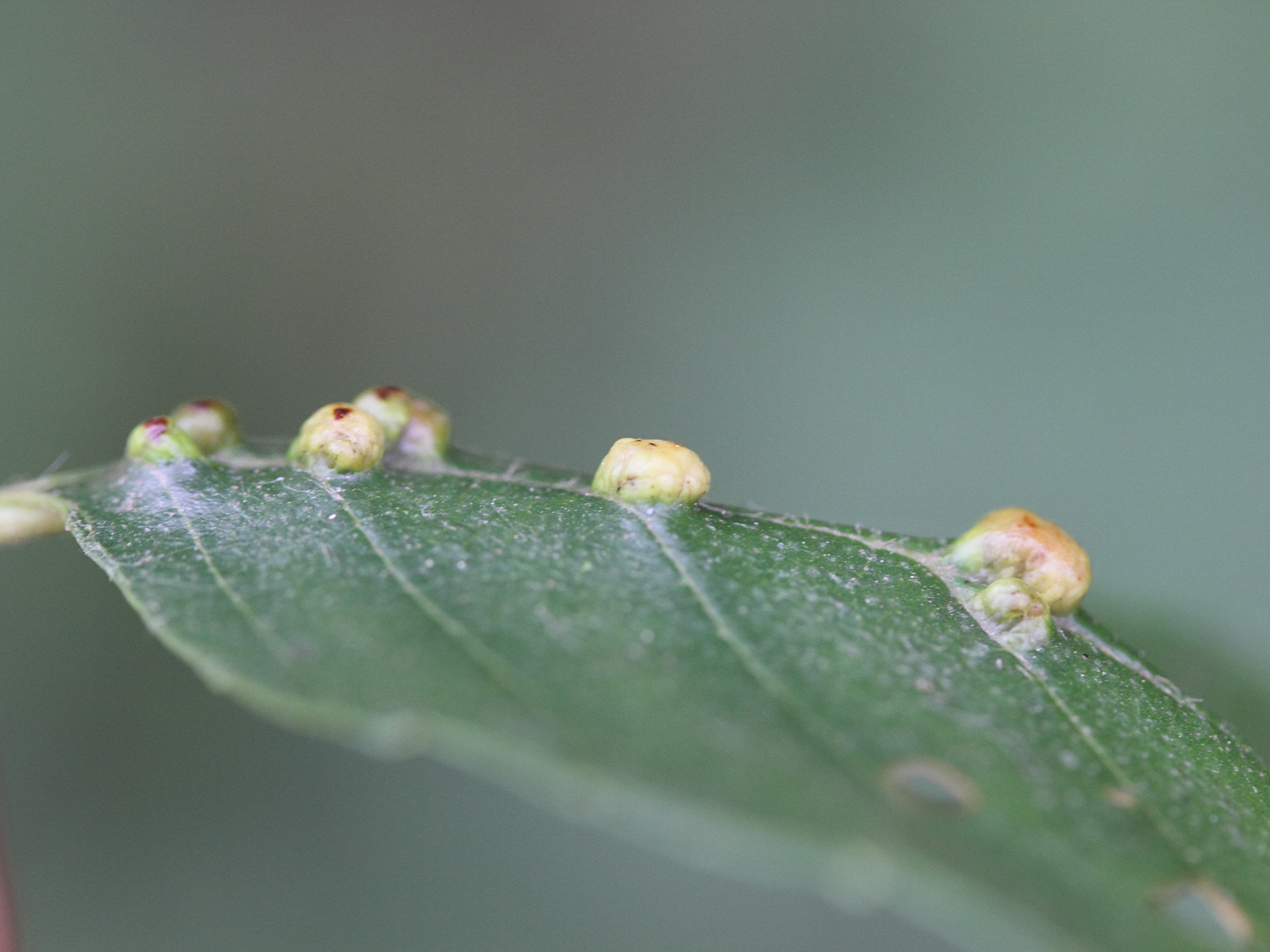 Afficher le média eriophyes_inangulis_galle5md eriophyes_inangulis_galle5md