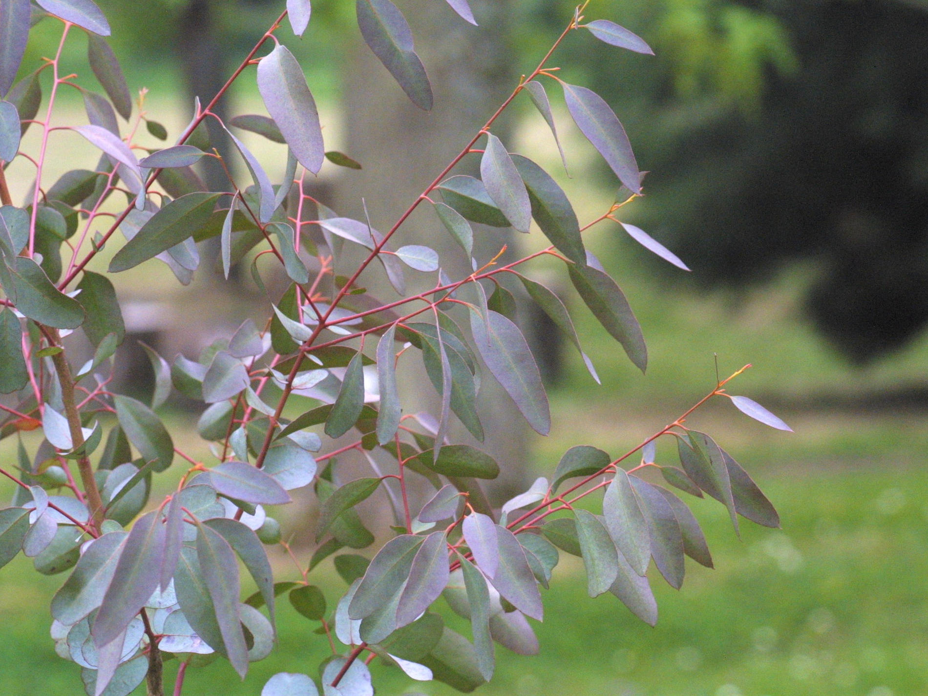 eucalyptus_gunnii2md