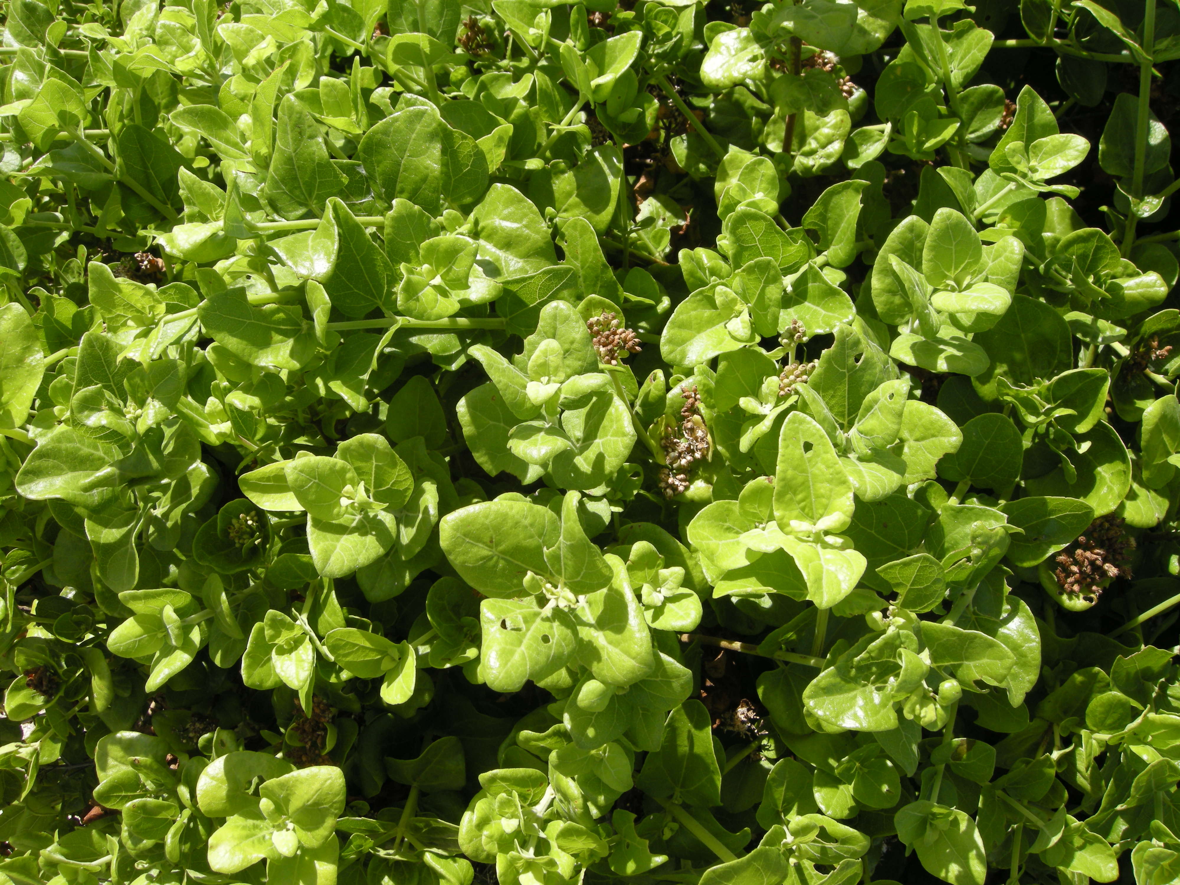 Afficher le média eupatorium_integrifolium4md eupatorium_integrifolium4md