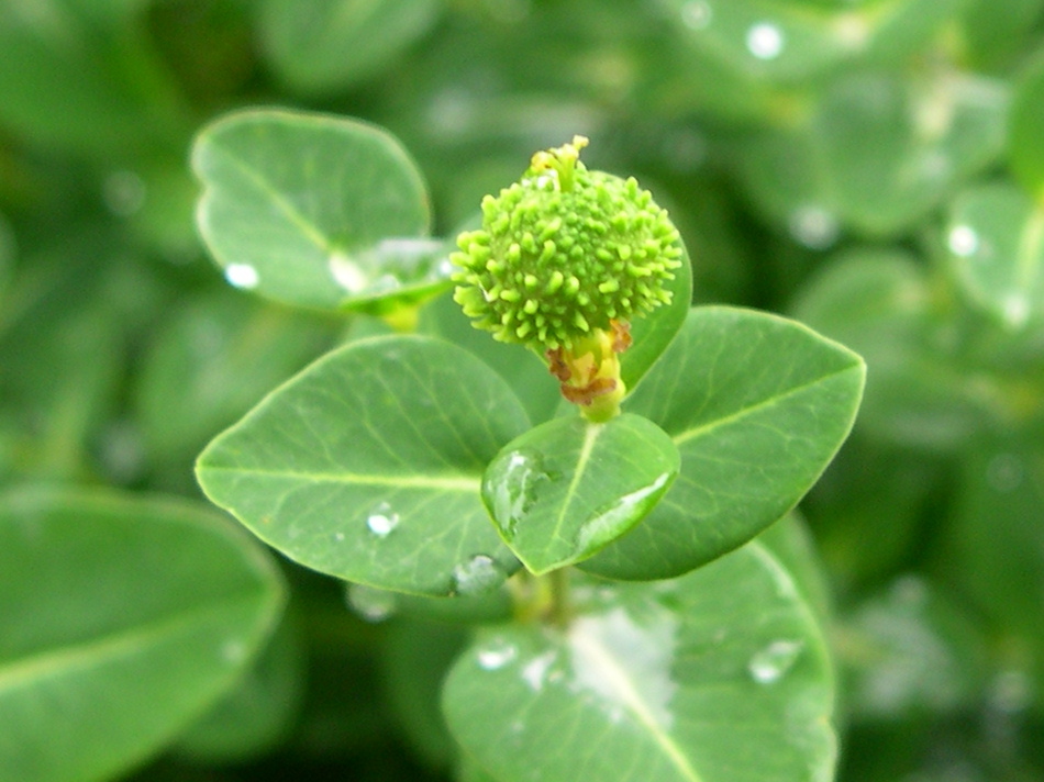 euphorbia_hibernica2md