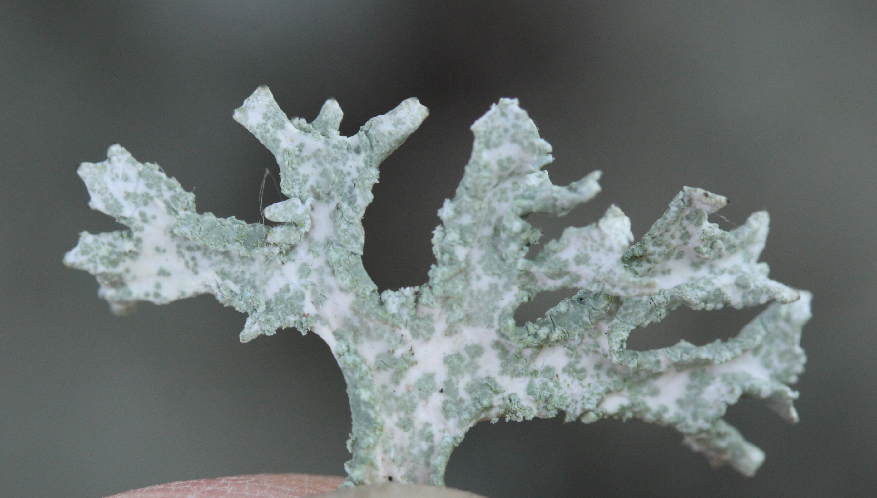 evernia_prunastri3md