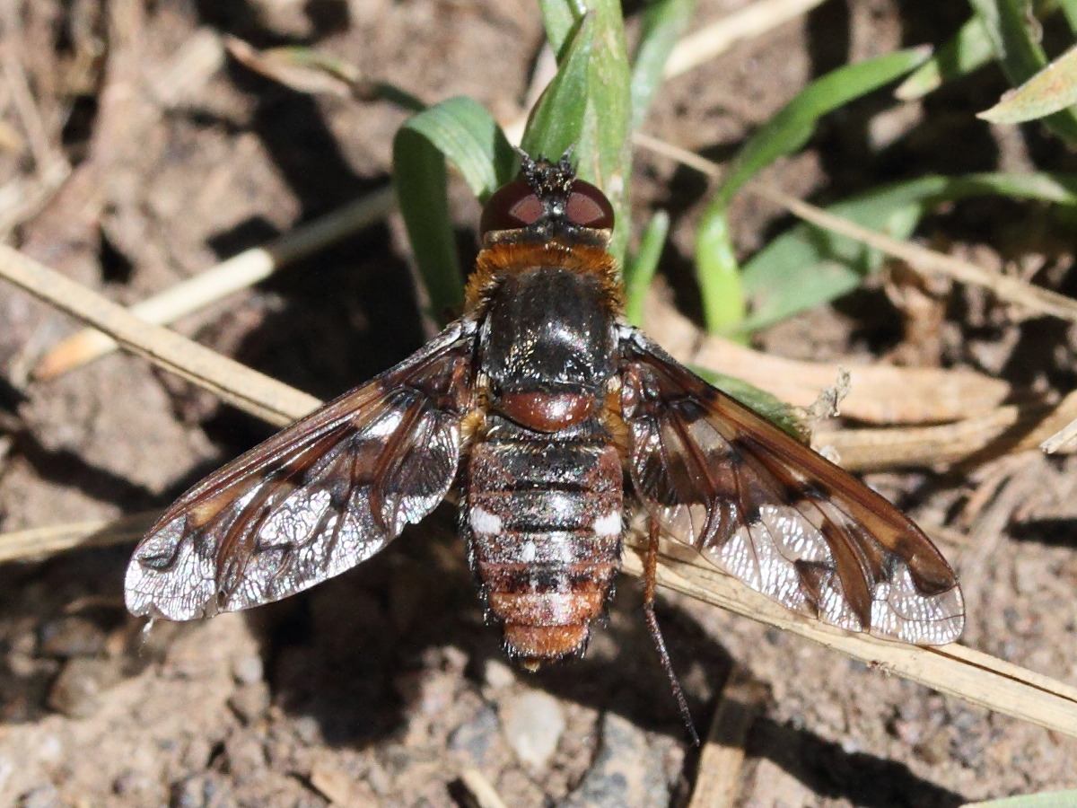 exoprosopa_capucina1md