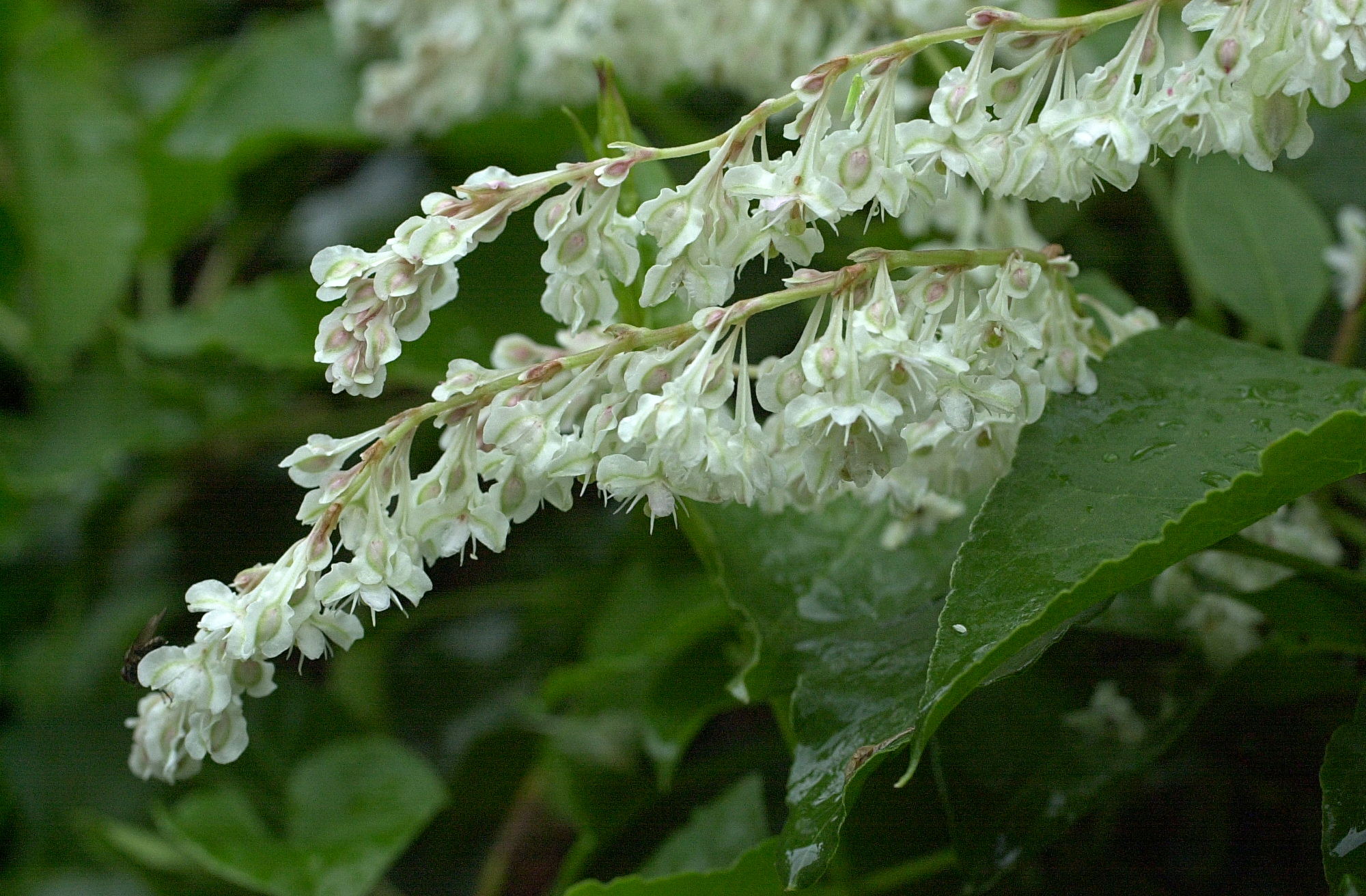 Afficher le média fallopia_aubertii2md fallopia_aubertii2md