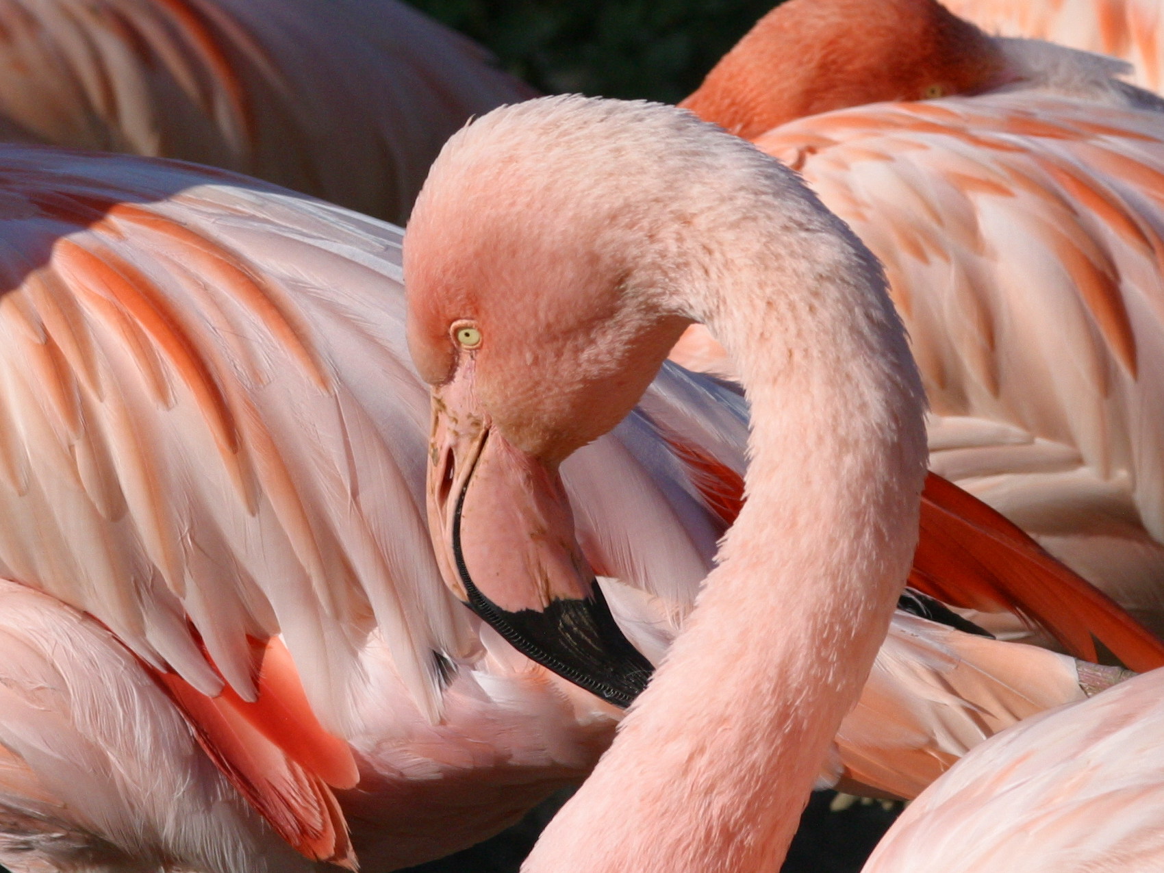 Afficher le média flamant_de_cuba_-_phoenicopterus_ruber5md flamant_de_cuba_-_phoenicopterus_ruber5md