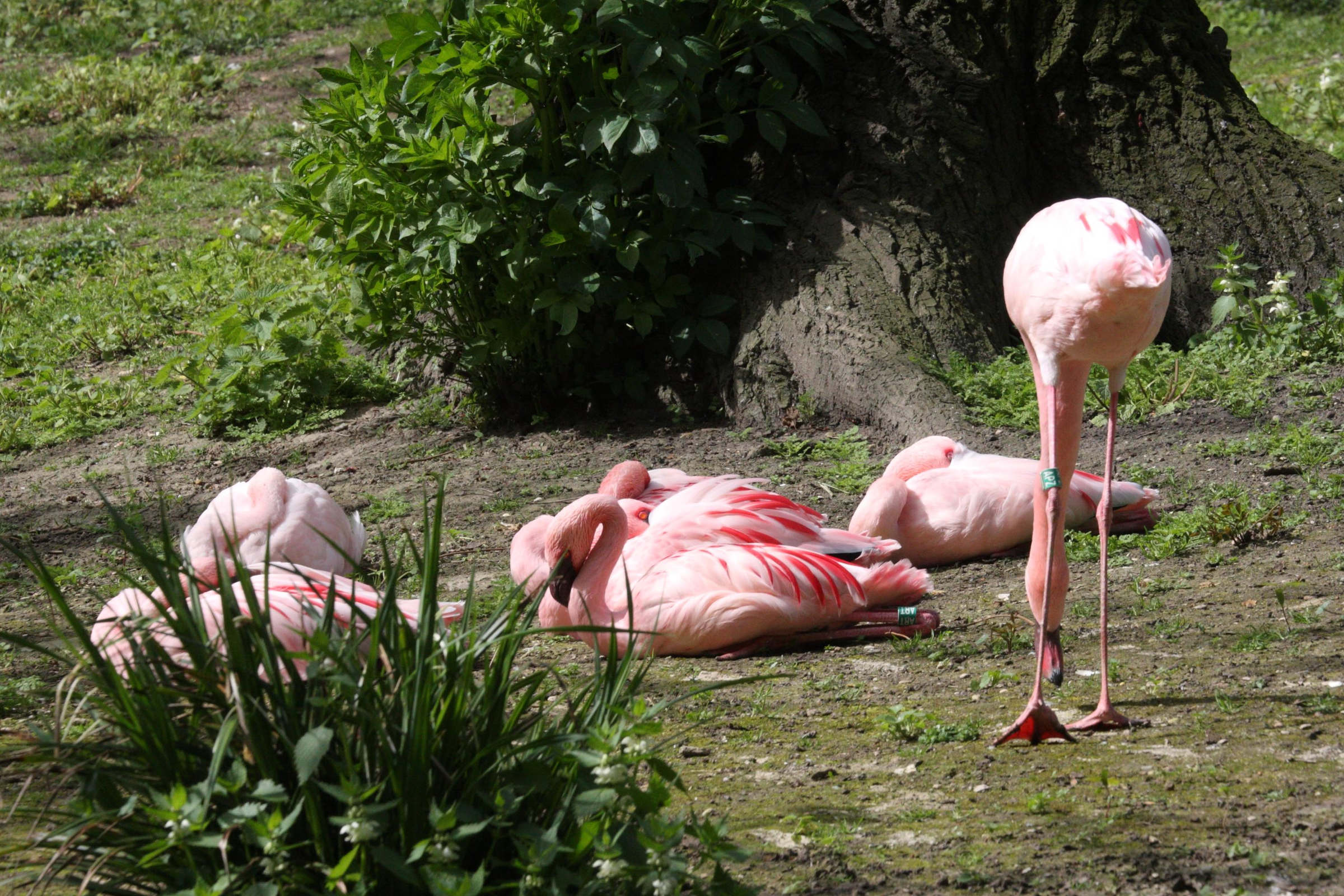 flamant_nain_-_phoeniconaias_minor2md