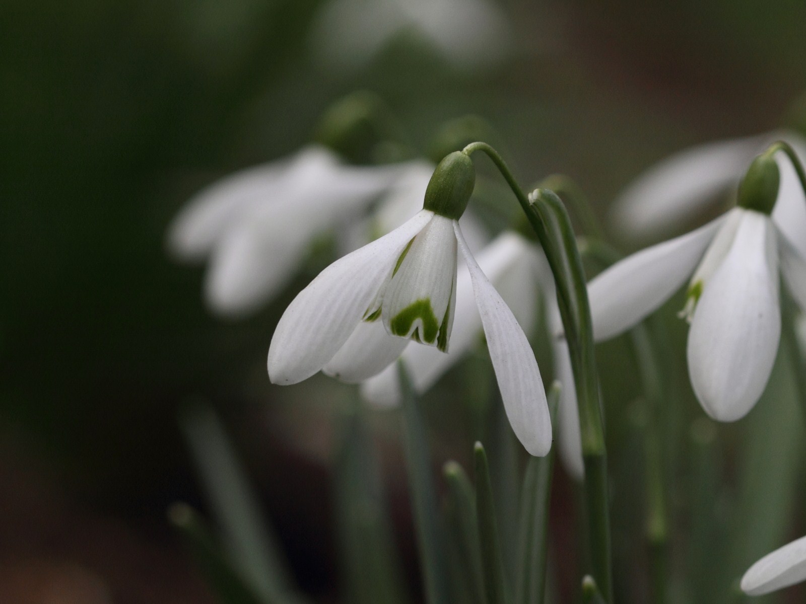 galanthus_nivalis2bd