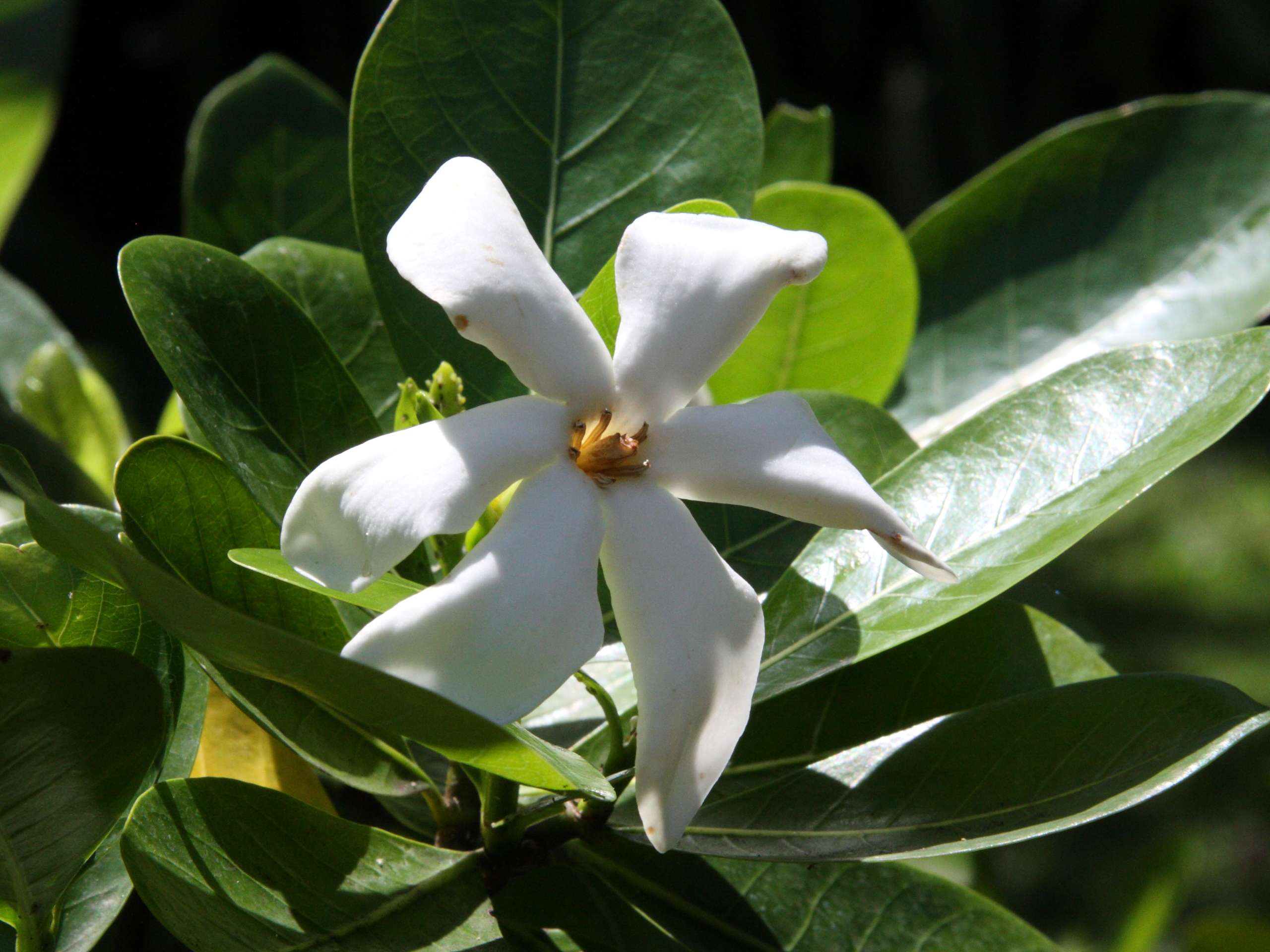 gardenia_tahitensis2md