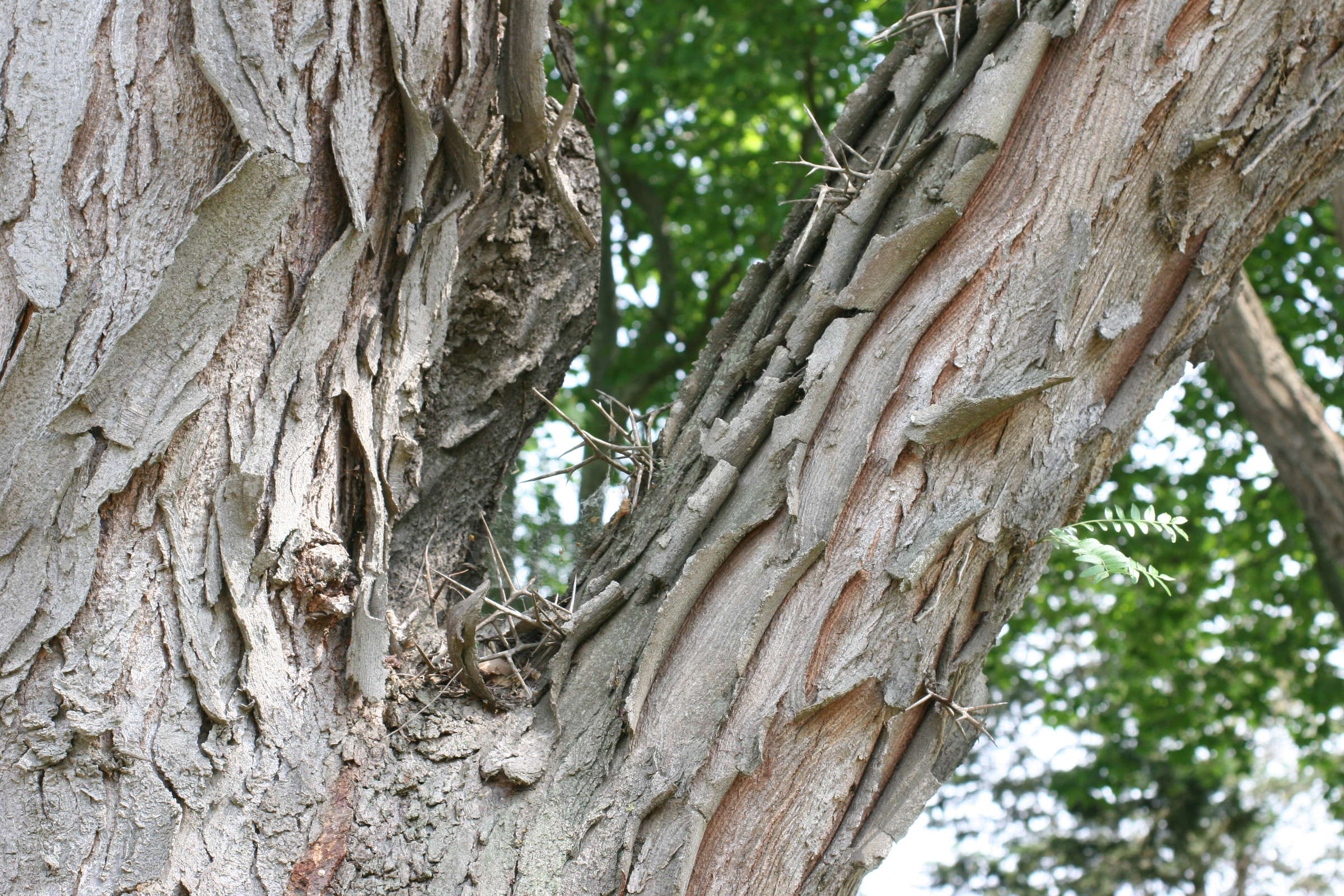 gleditsia_triacanthos4md